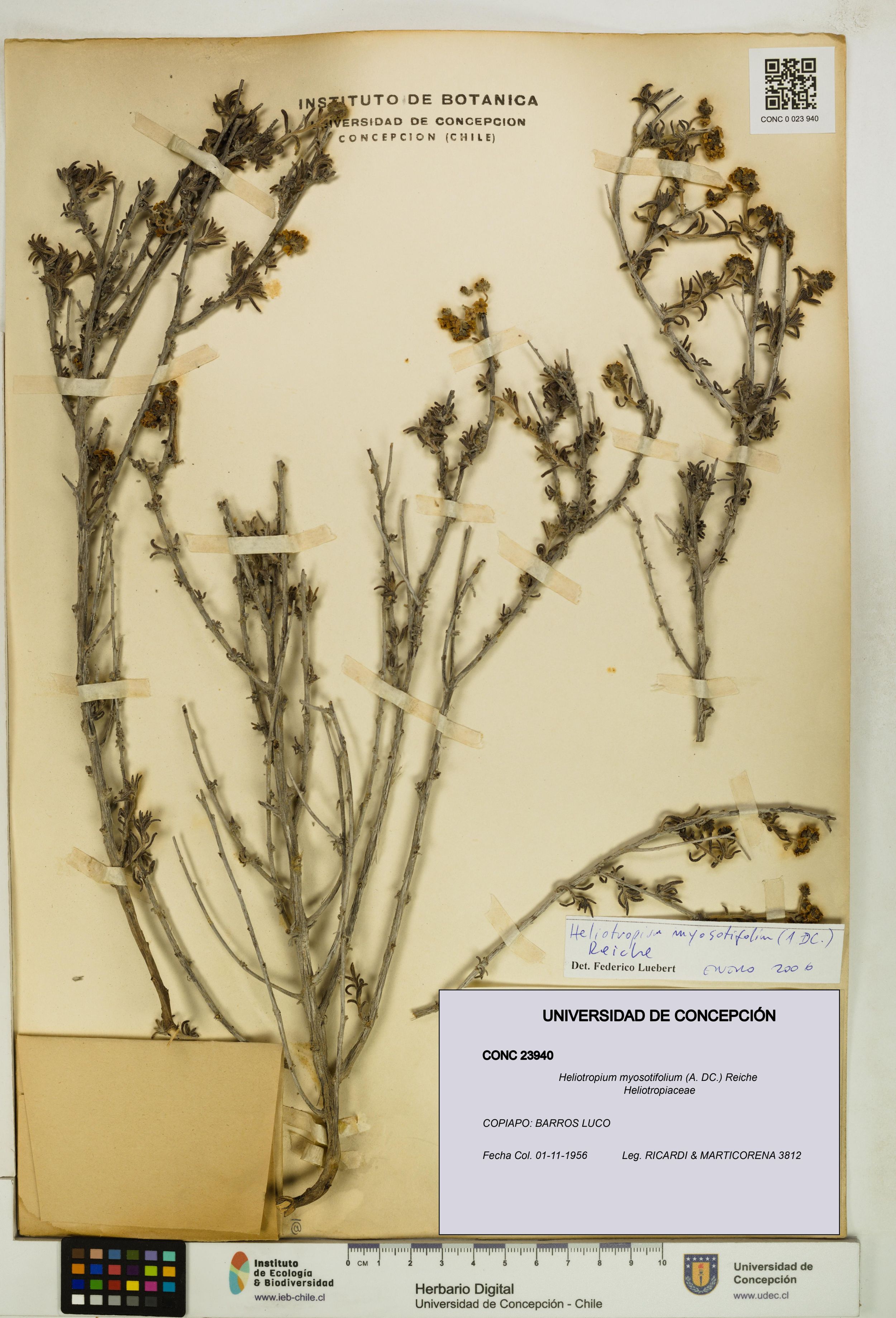 Heliotropium myosotifolium [Espécimen: ]