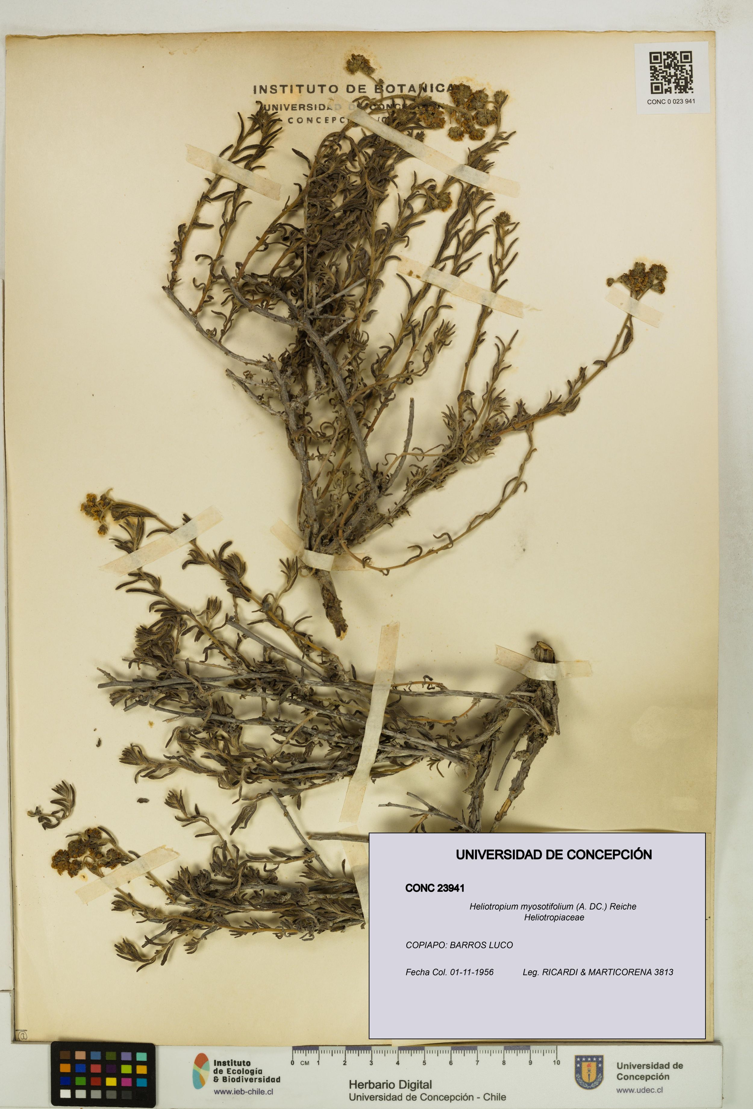 Heliotropium myosotifolium [Espécimen: ]
