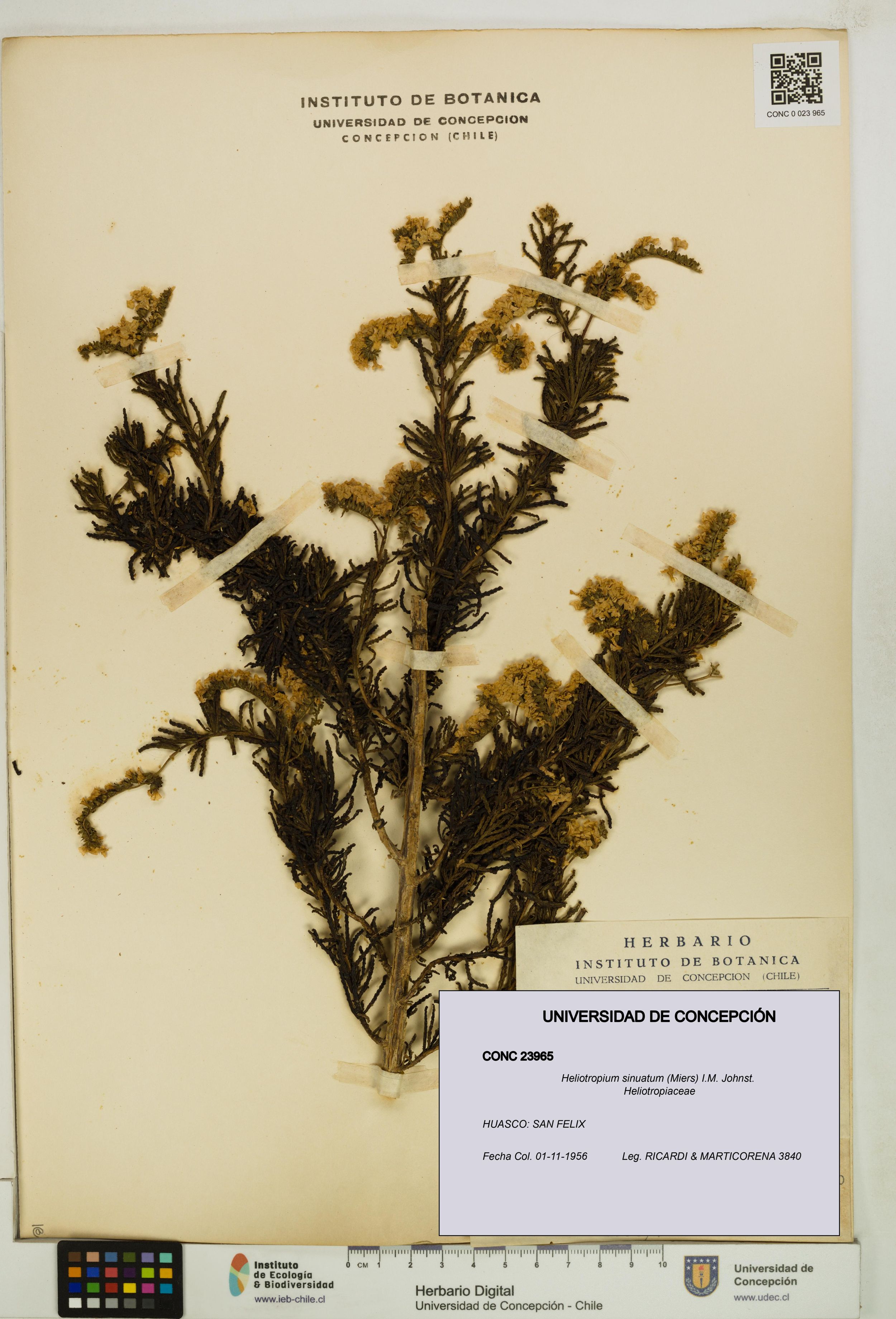 Heliotropium sinuatum [Espécimen: ]