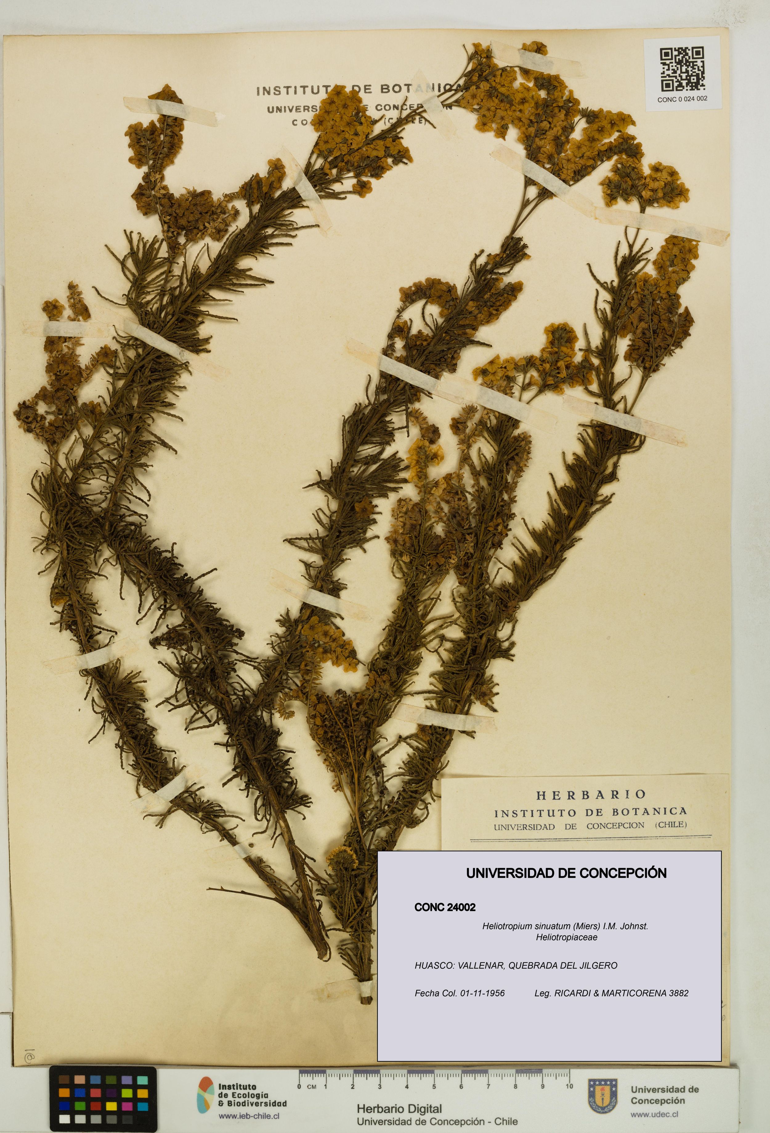 Heliotropium sinuatum [Espécimen: ]