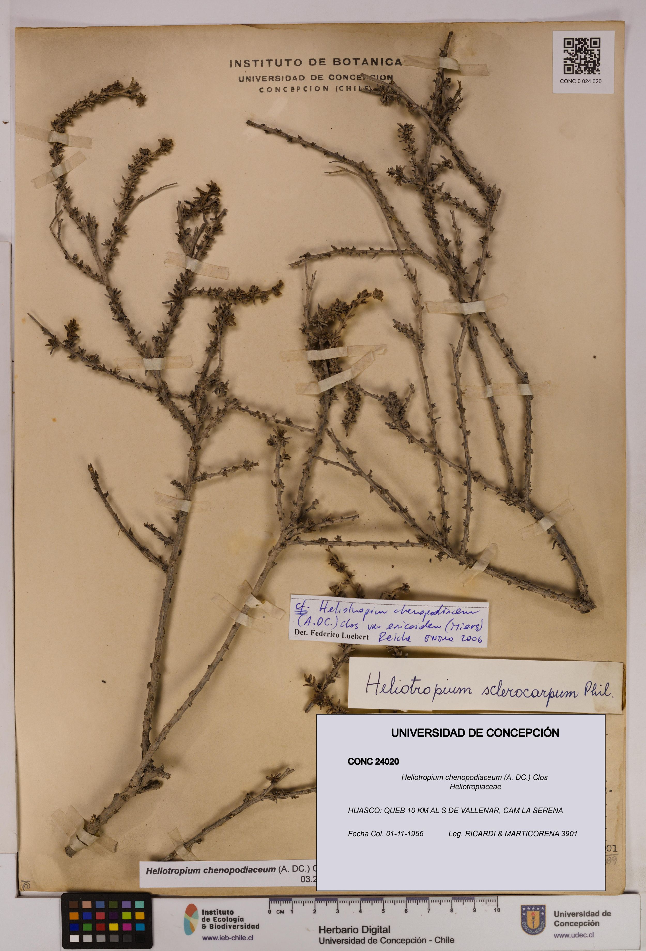 Heliotropium chenopodiaceum [Espécimen: ]