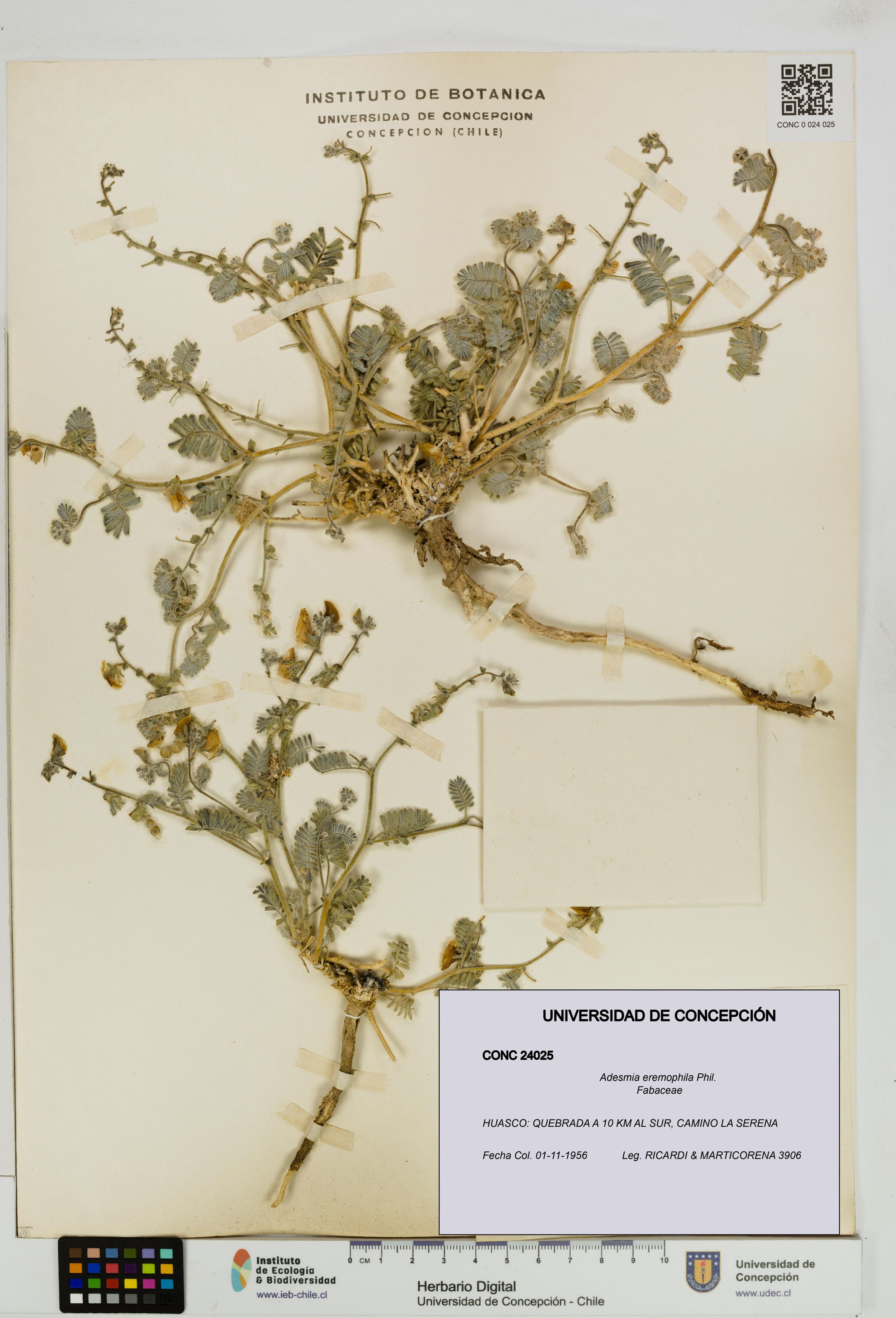 Adesmia eremophila [Espécimen: ]