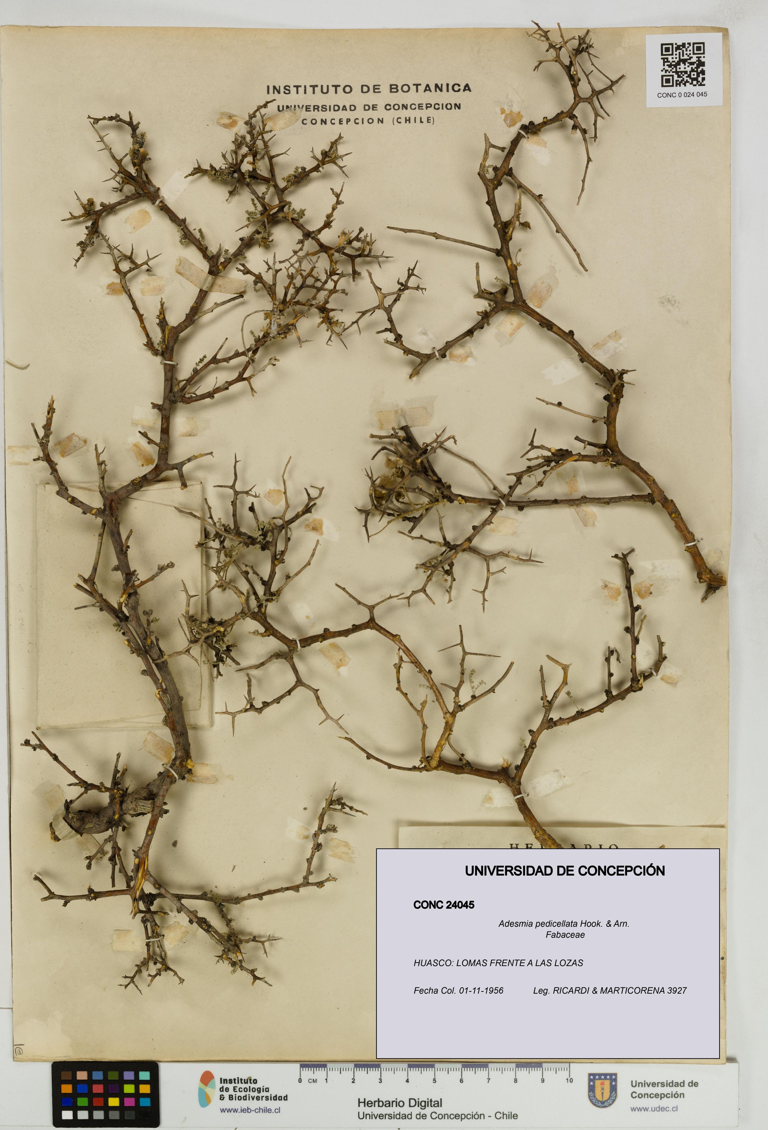 Adesmia pedicellata [Espécimen: ]