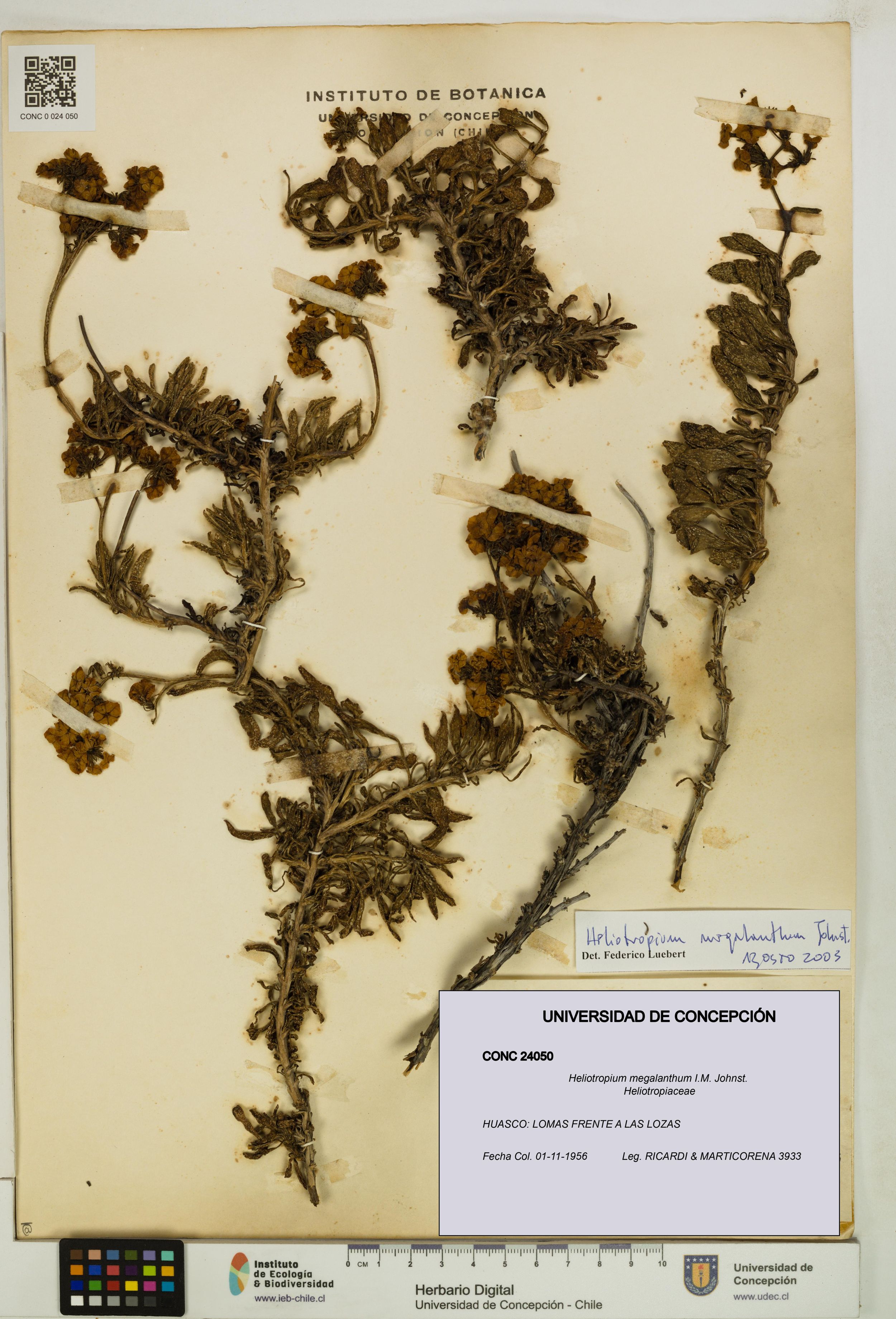 Heliotropium megalanthum [Espécimen: ]