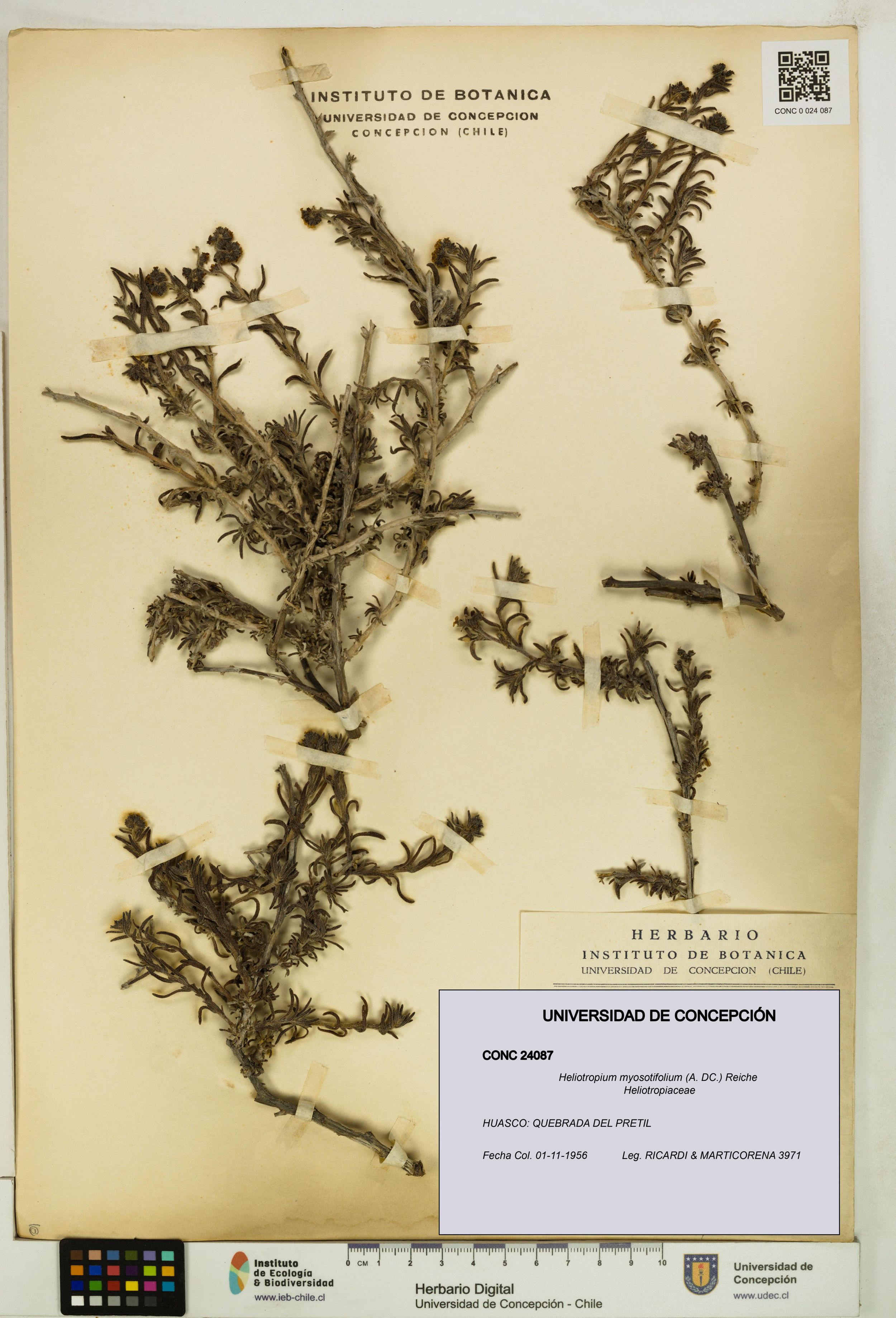 Heliotropium myosotifolium [Espécimen: ]