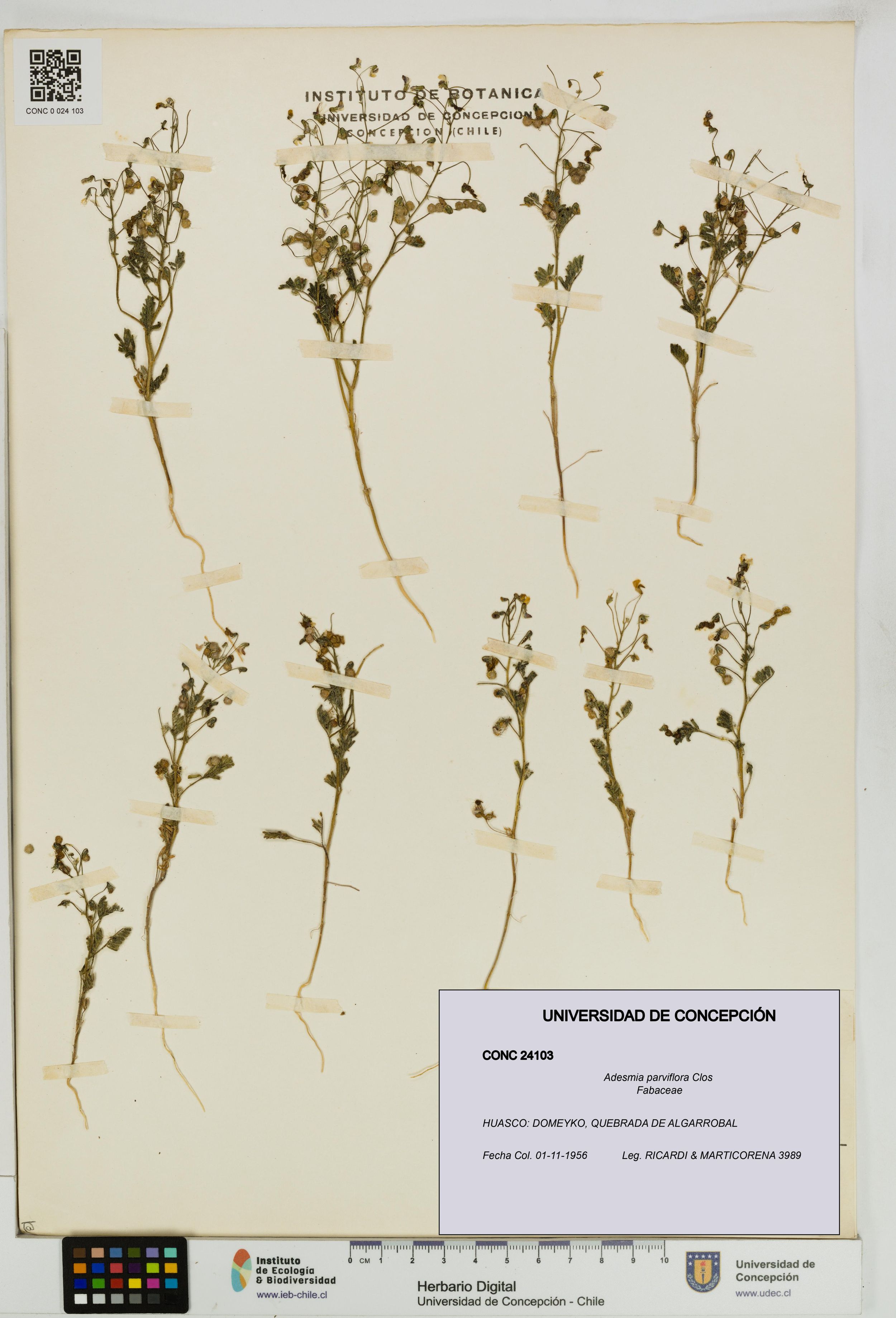 Adesmia parviflora [Espécimen: ]