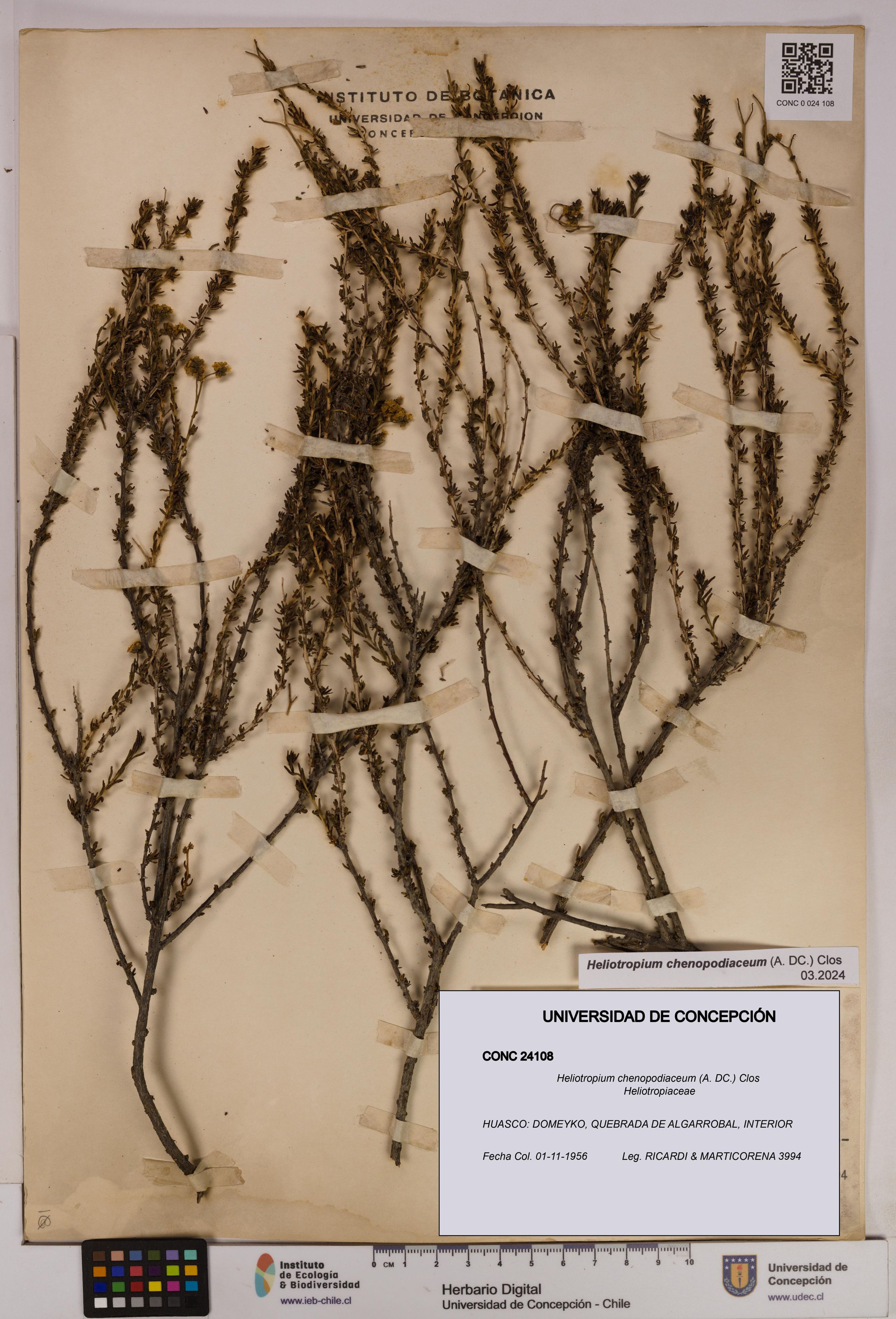 Heliotropium chenopodiaceum [Espécimen: ]