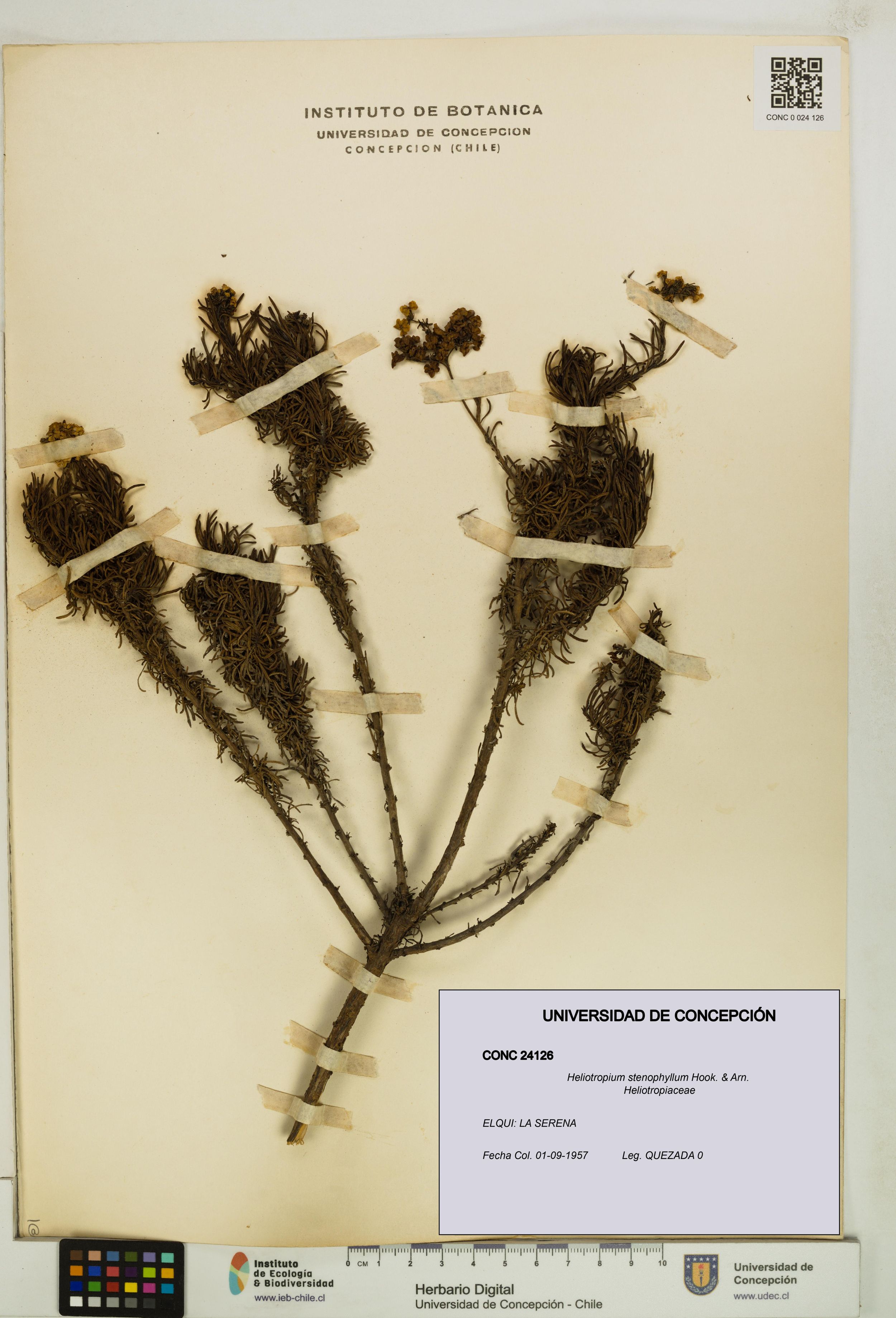 Heliotropium stenophyllum [Espécimen: ]