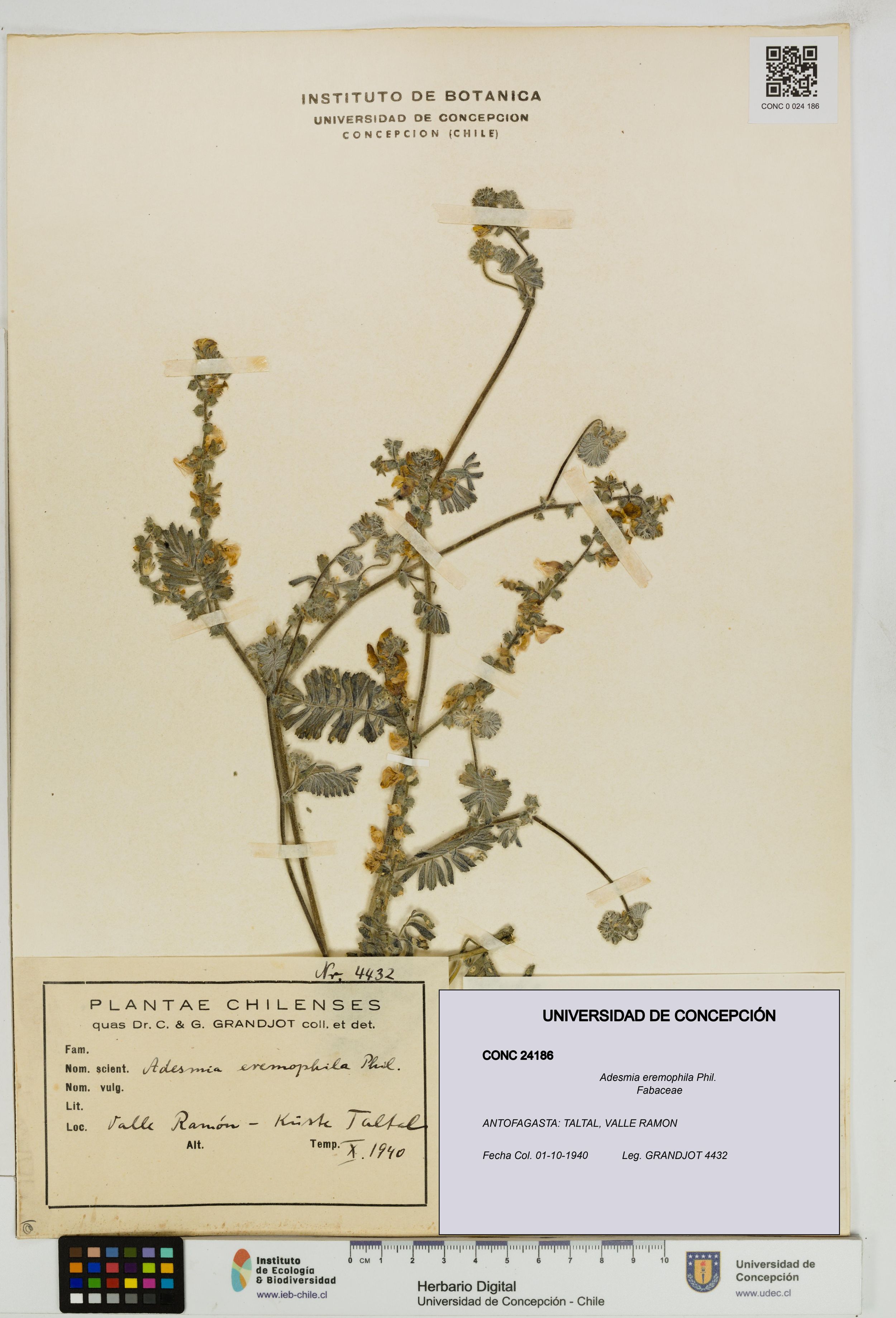 Adesmia eremophila [Espécimen: ]