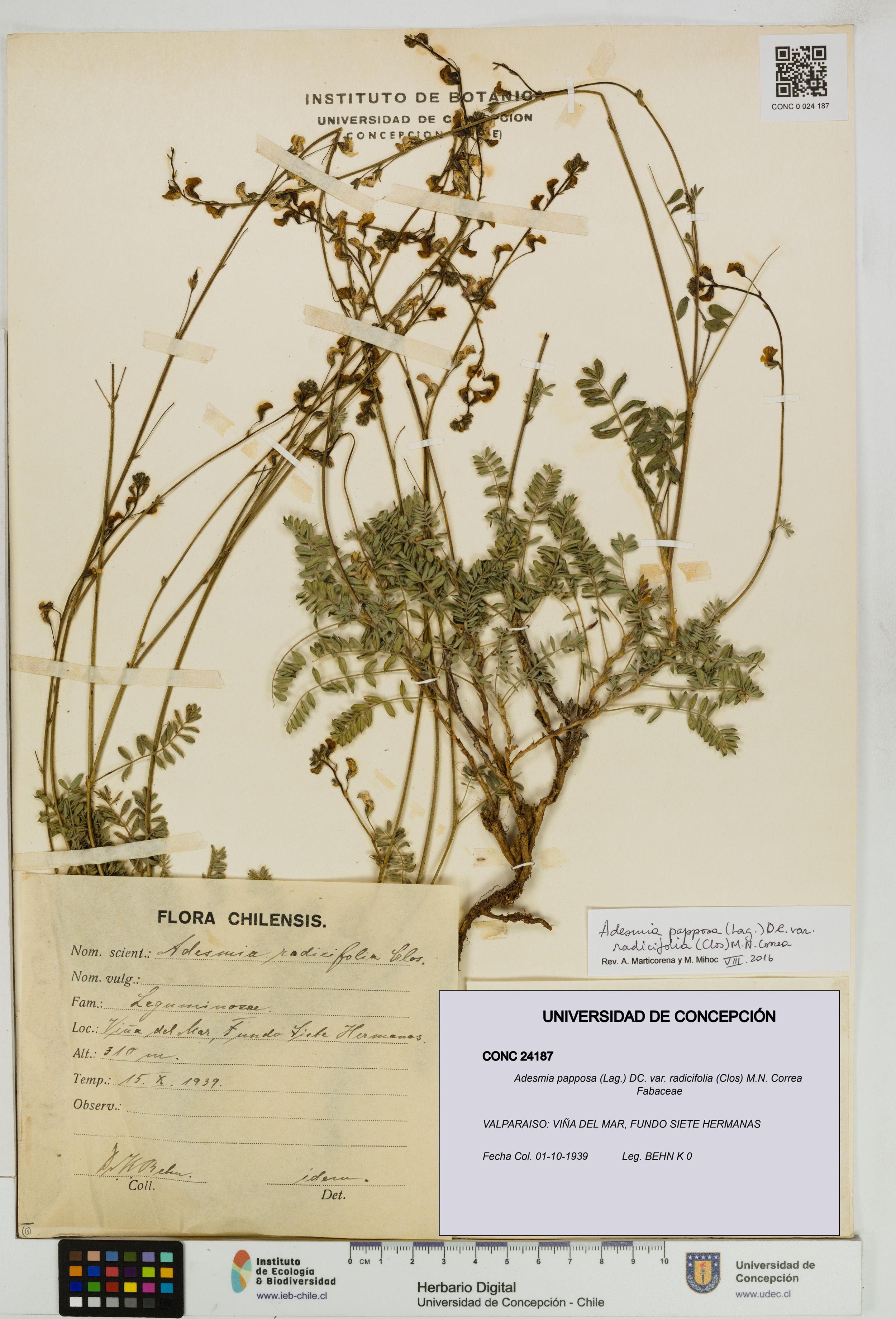 Adesmia papposa var. radicifolia [Espécimen: ]