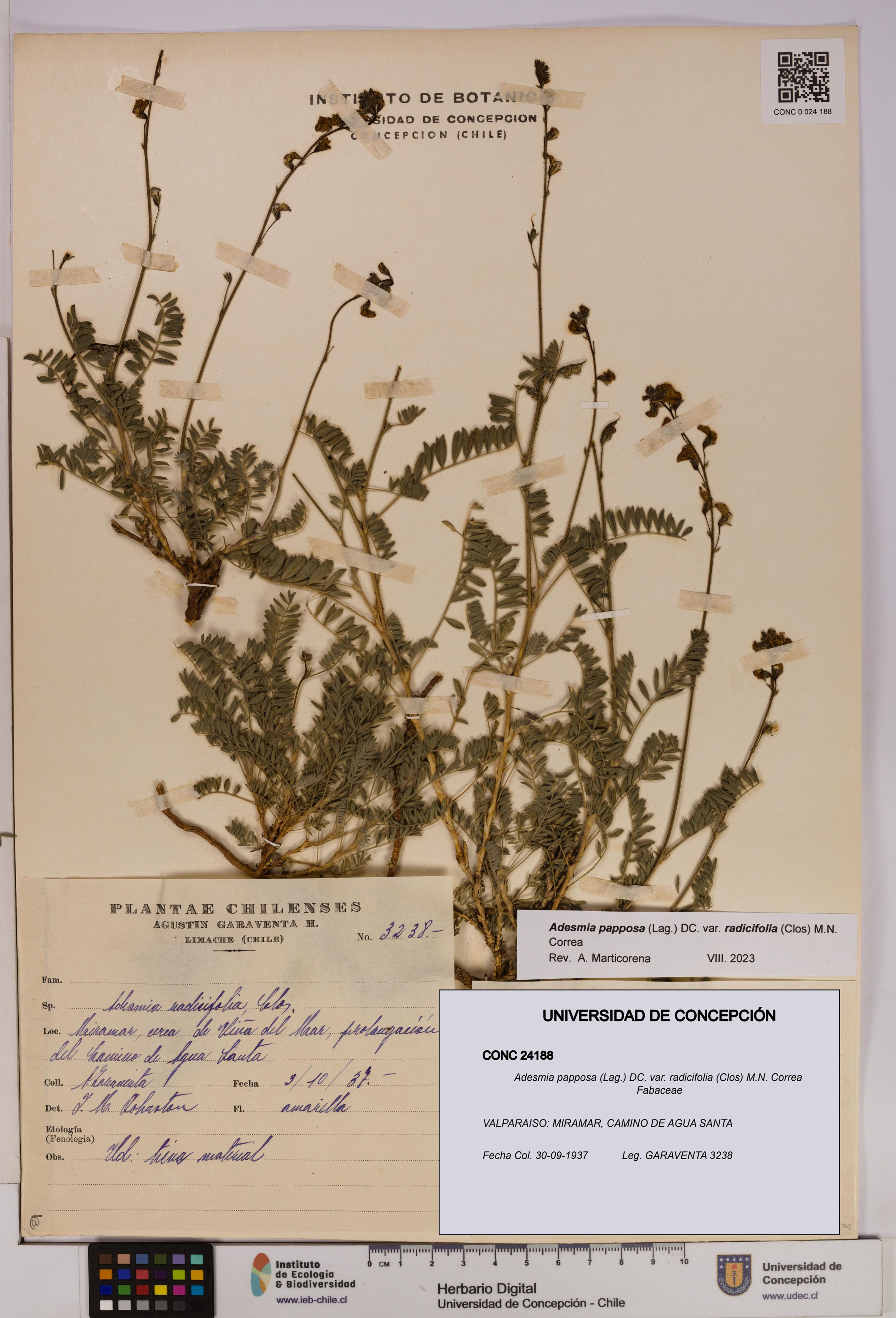 Adesmia papposa var. radicifolia [Espécimen: ]