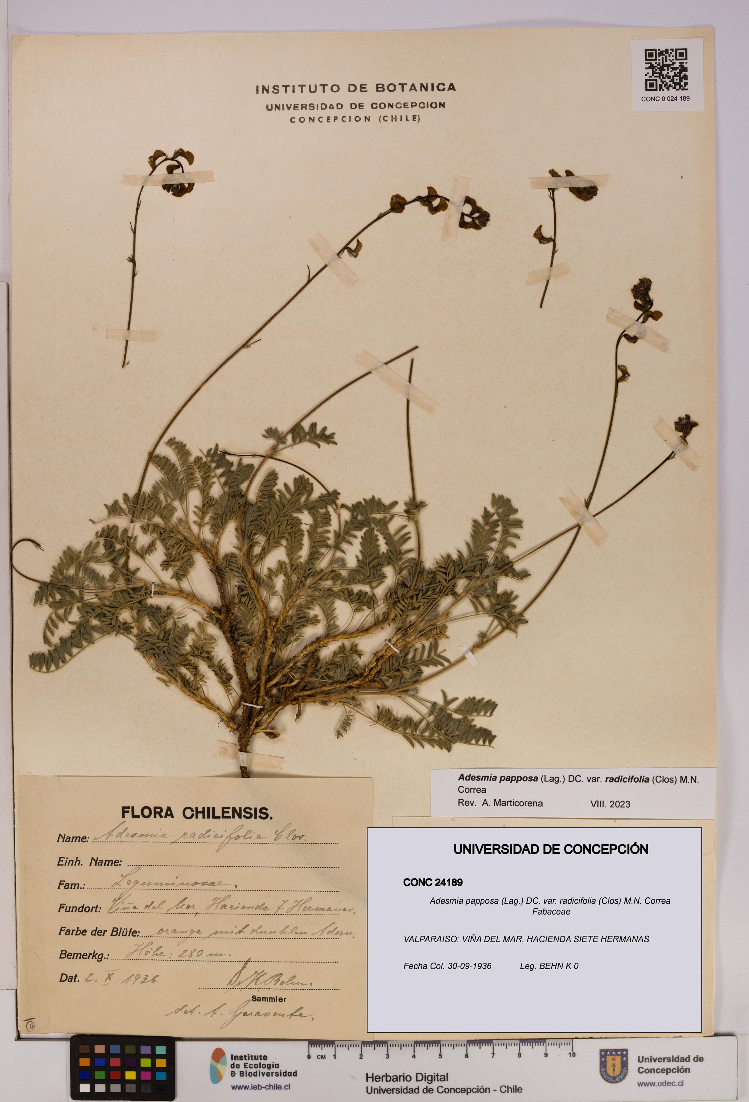 Adesmia papposa var. radicifolia [Espécimen: ]