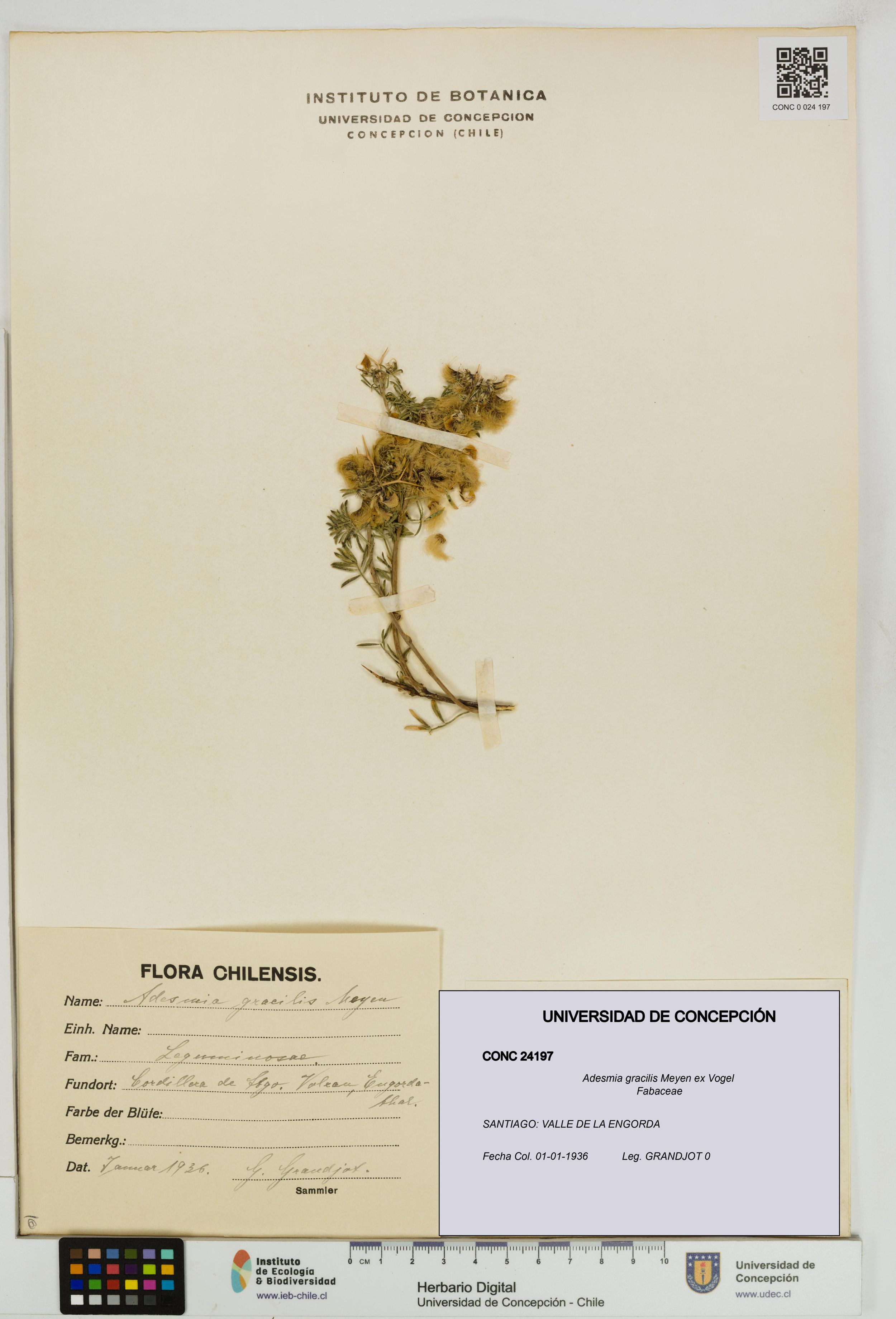 Adesmia gracilis [Espécimen: ]