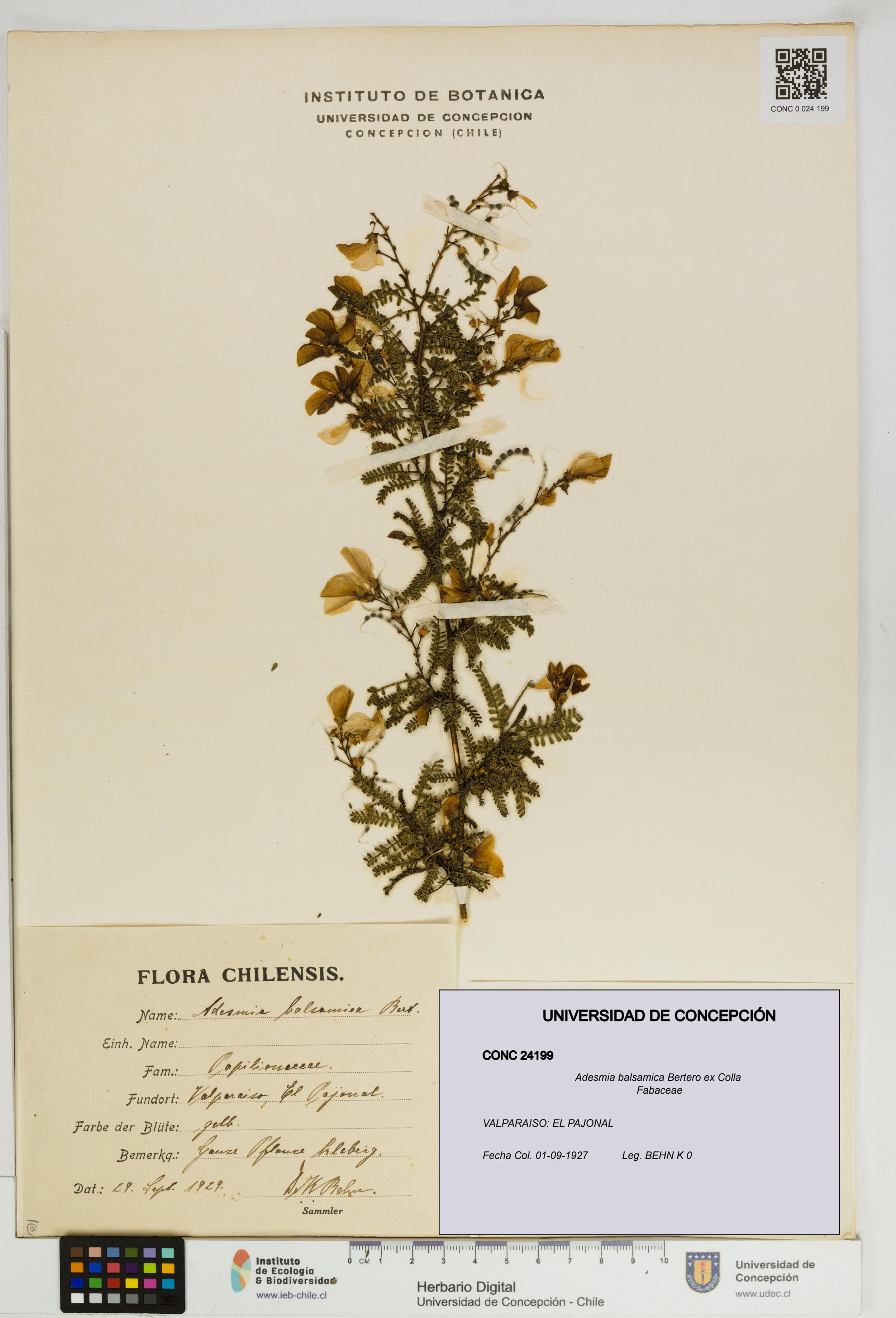 Adesmia balsamica [Espécimen: ]