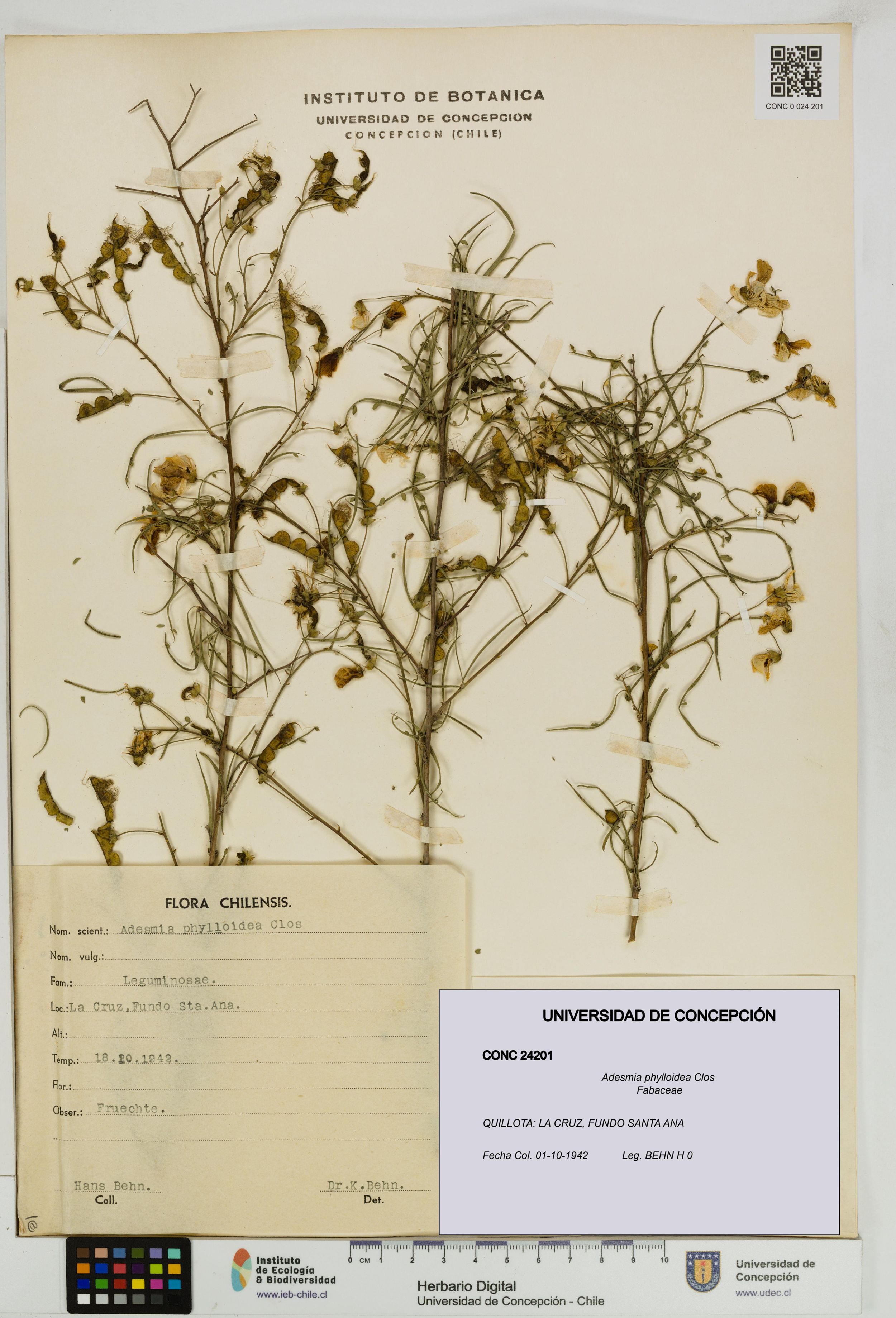 Adesmia phylloidea [Espécimen: ]