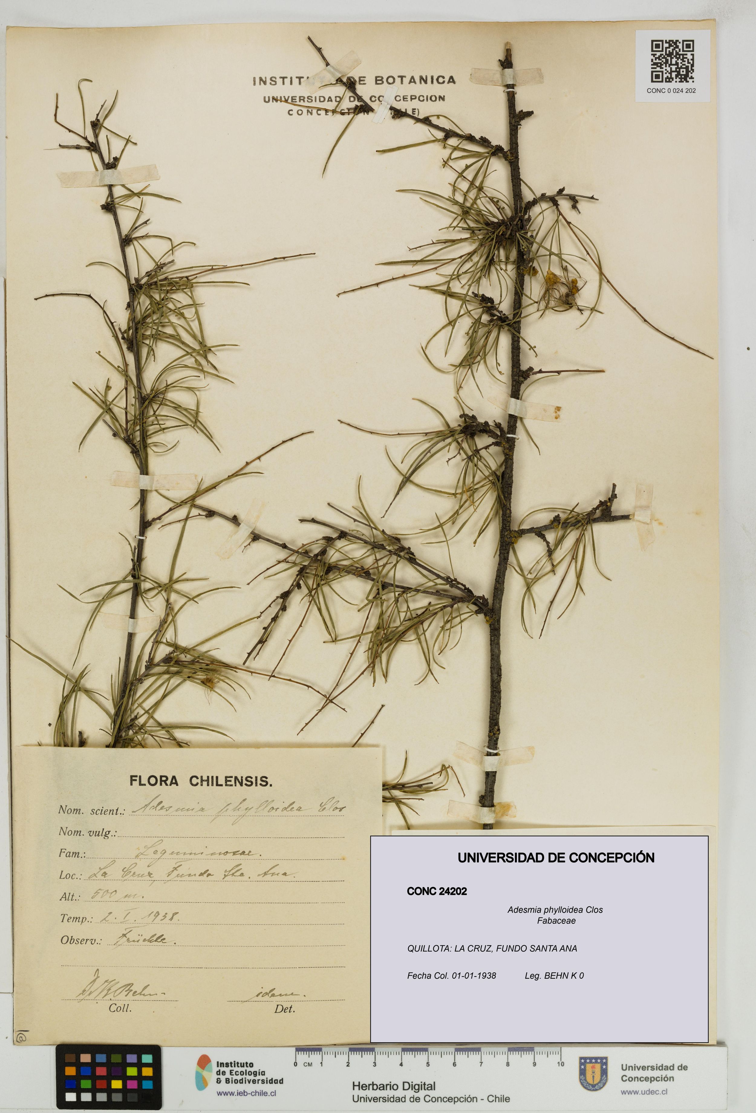 Adesmia phylloidea [Espécimen: ]