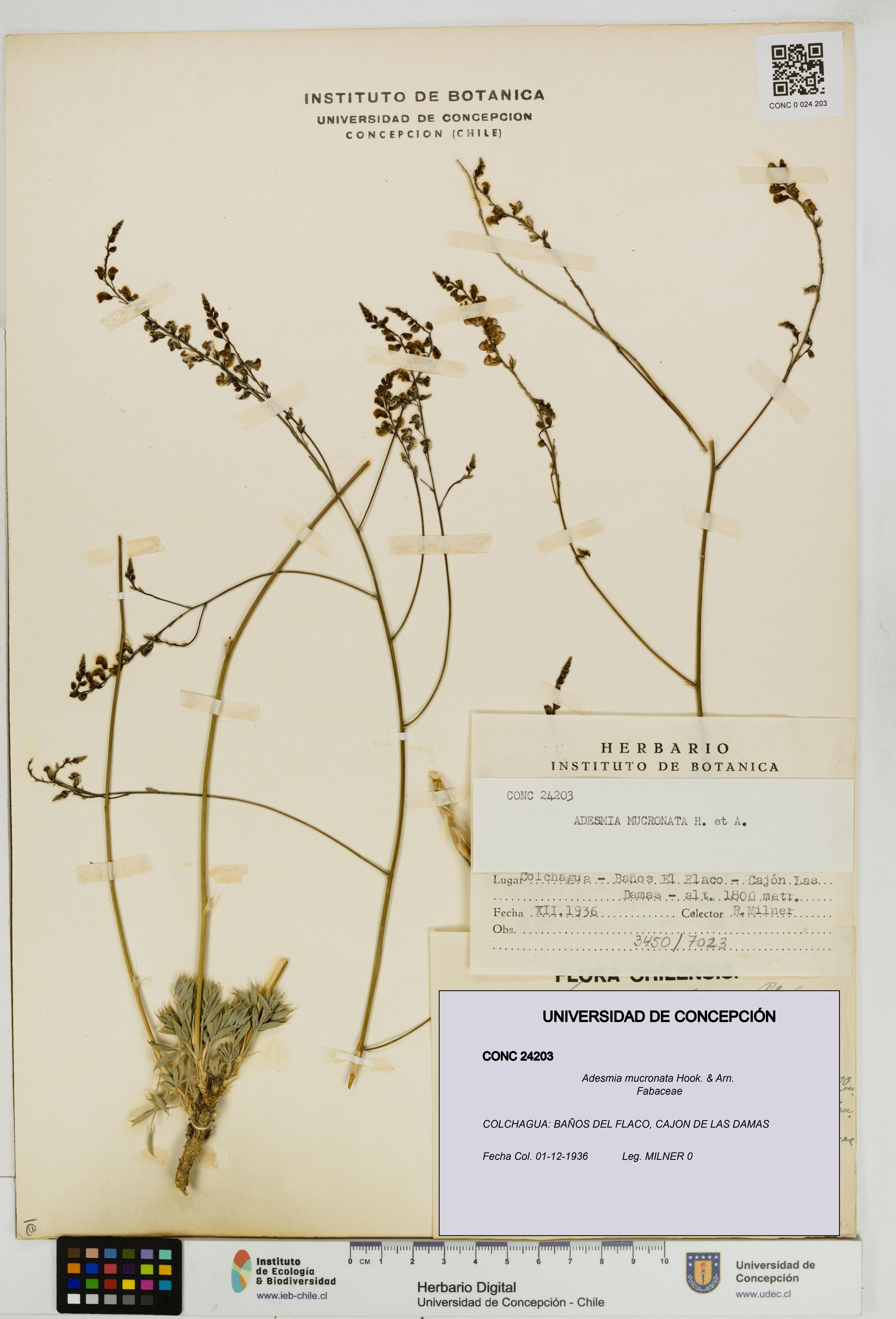 Adesmia mucronata [Espécimen: ]