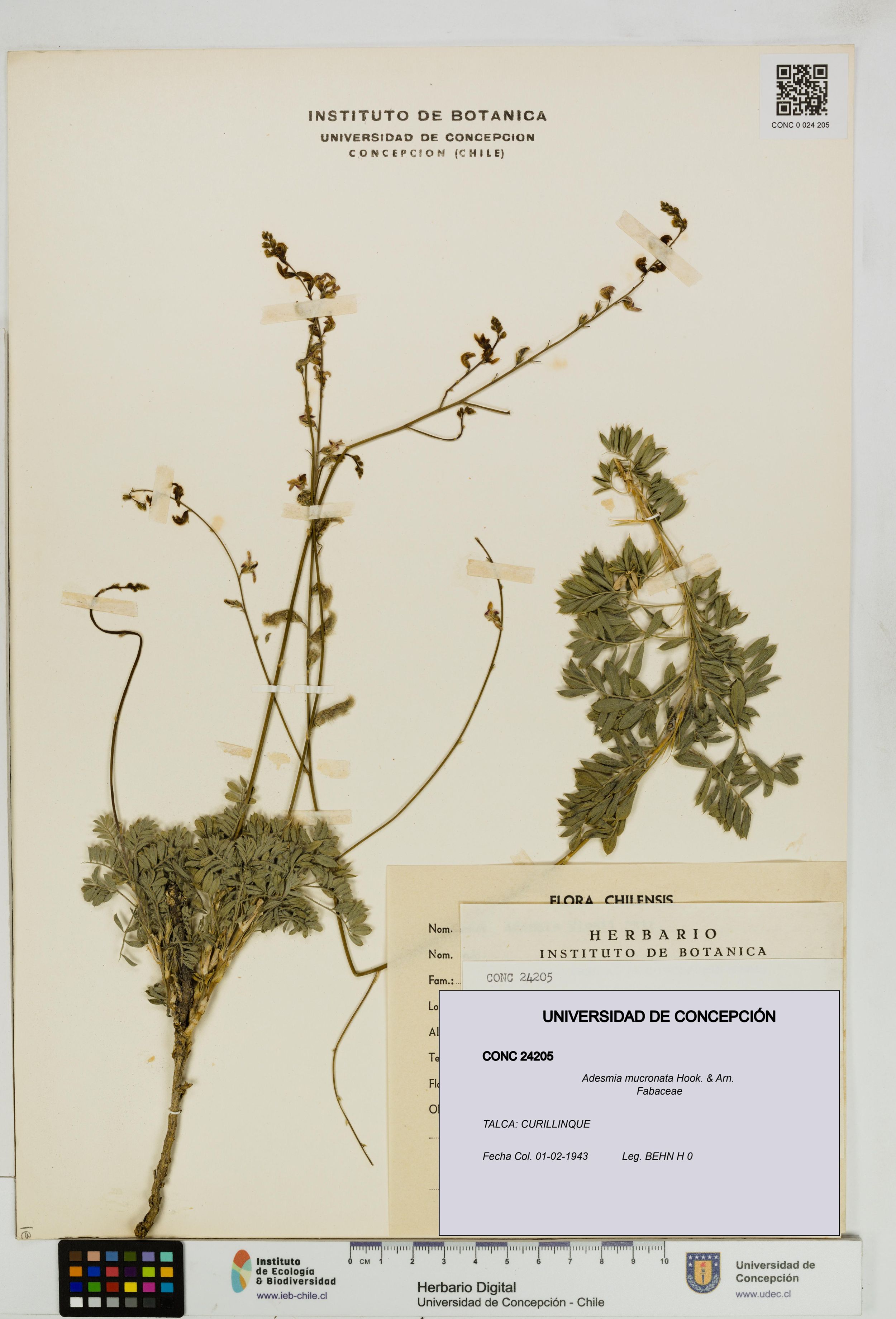 Adesmia mucronata [Espécimen: ]