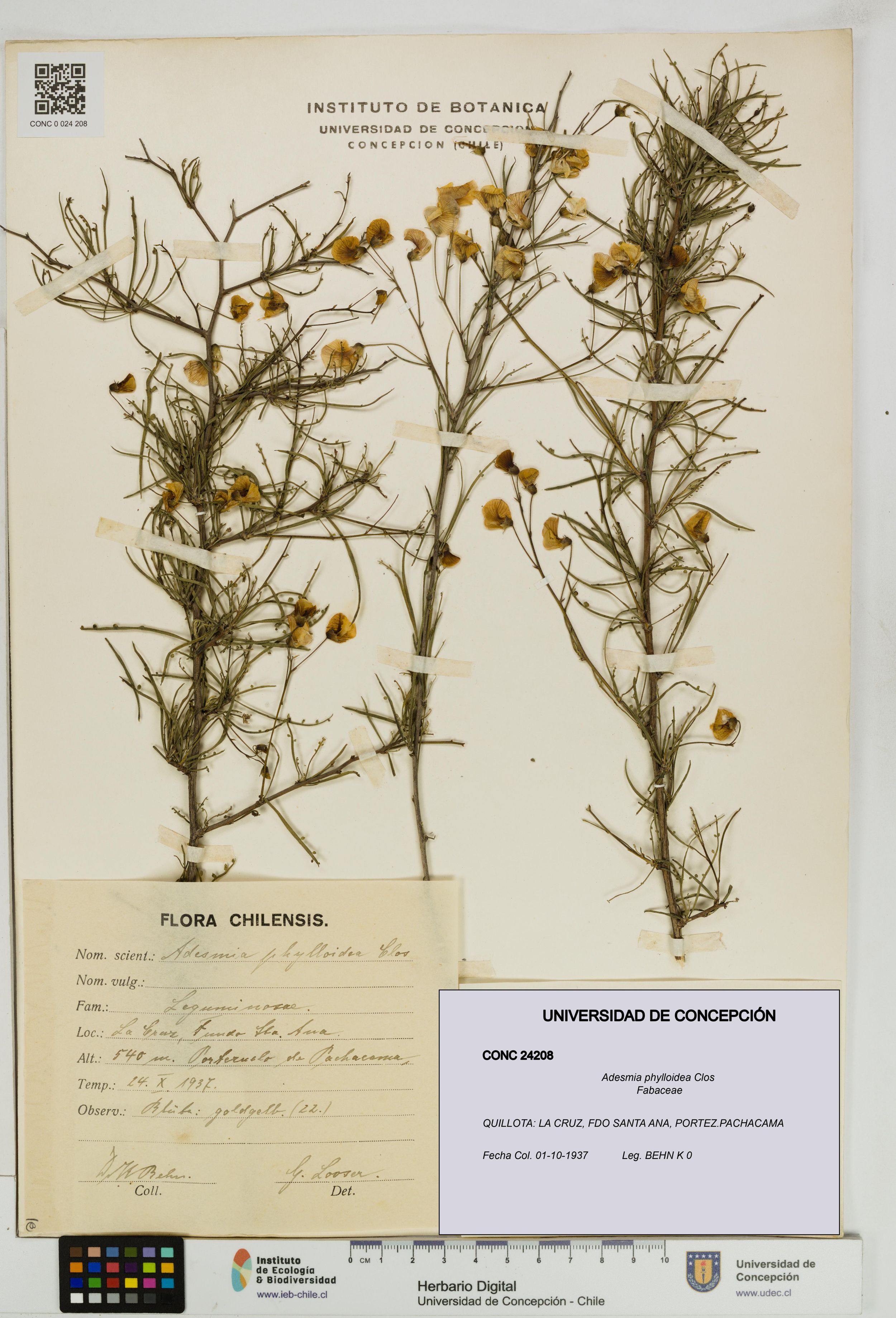 Adesmia phylloidea [Espécimen: ]