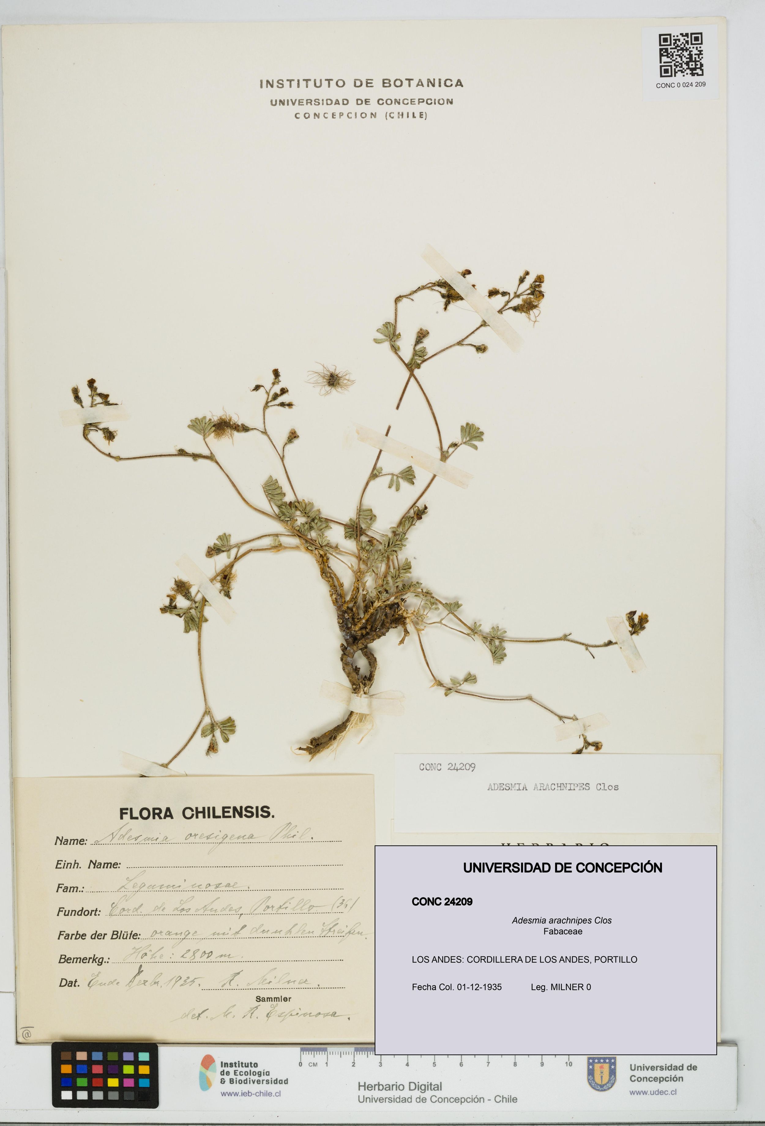 Adesmia arachnipes [Espécimen: ]
