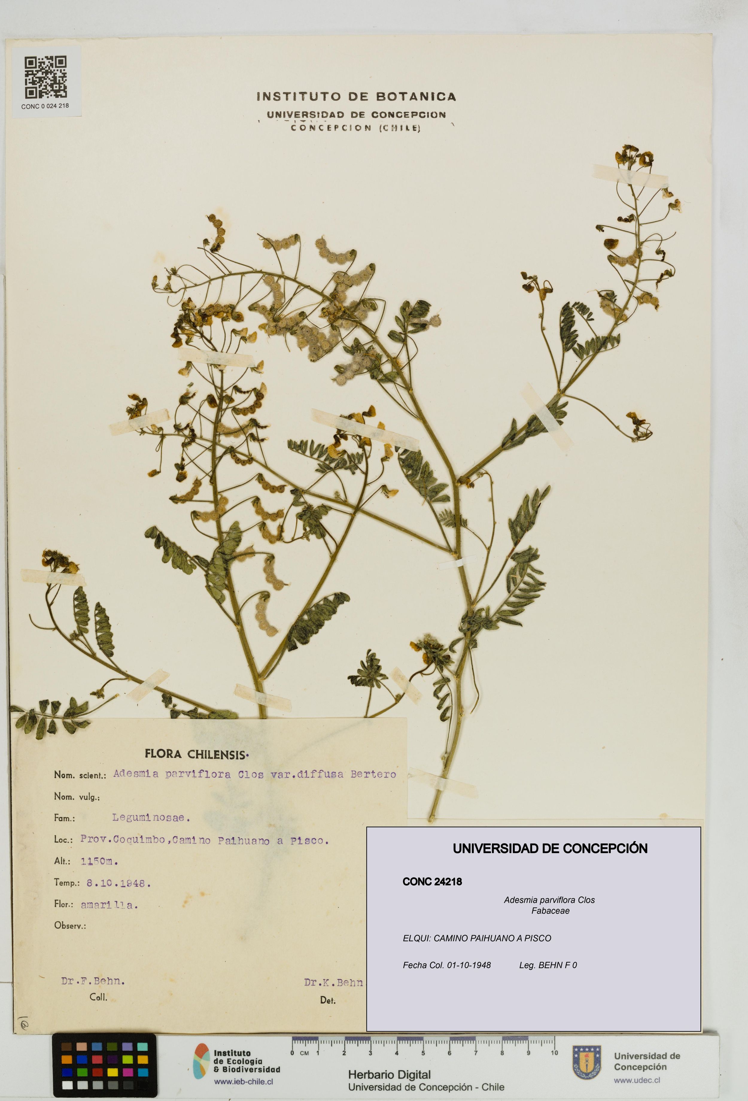 Adesmia parviflora [Espécimen: ]