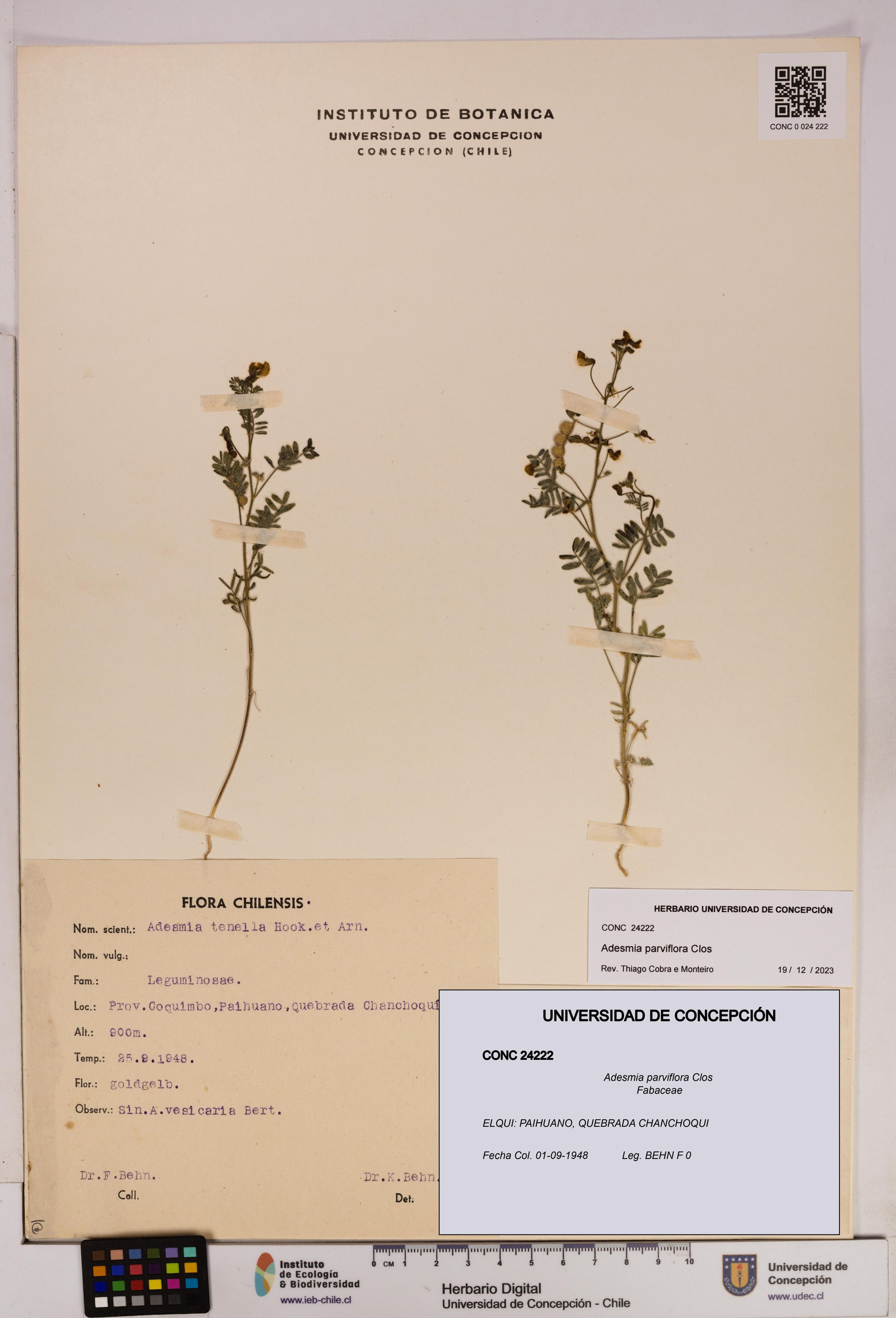 Adesmia parviflora [Espécimen: ]