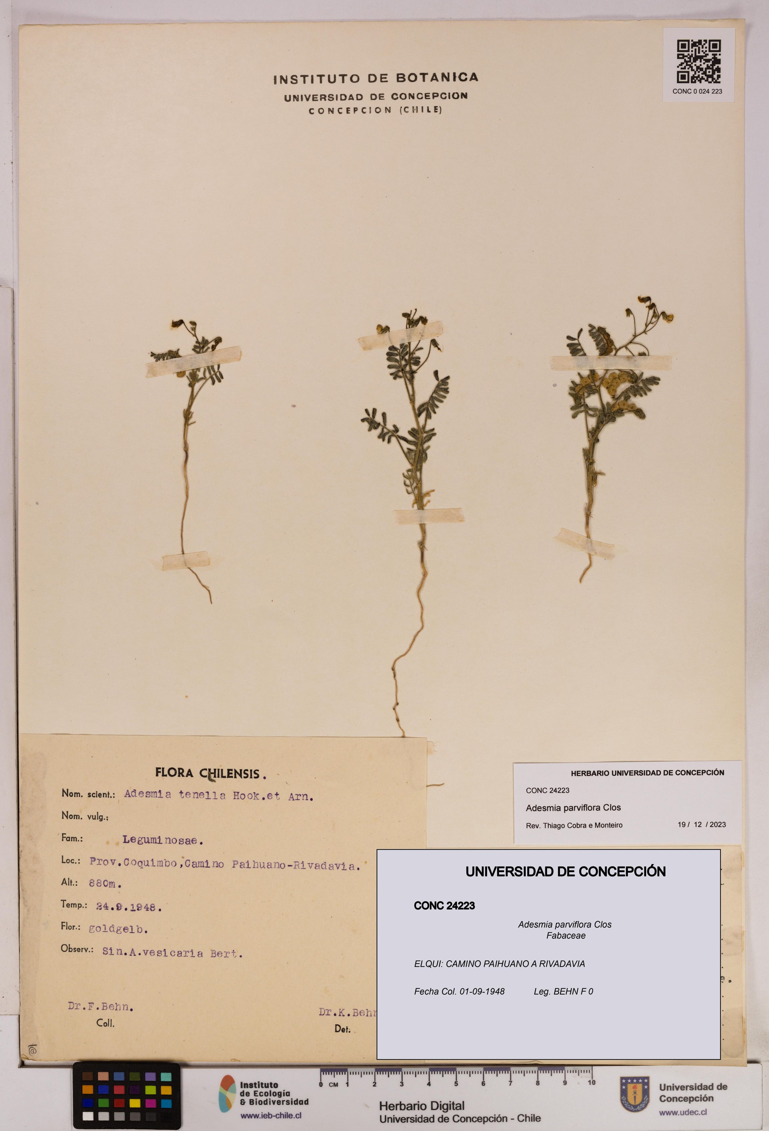 Adesmia parviflora [Espécimen: ]