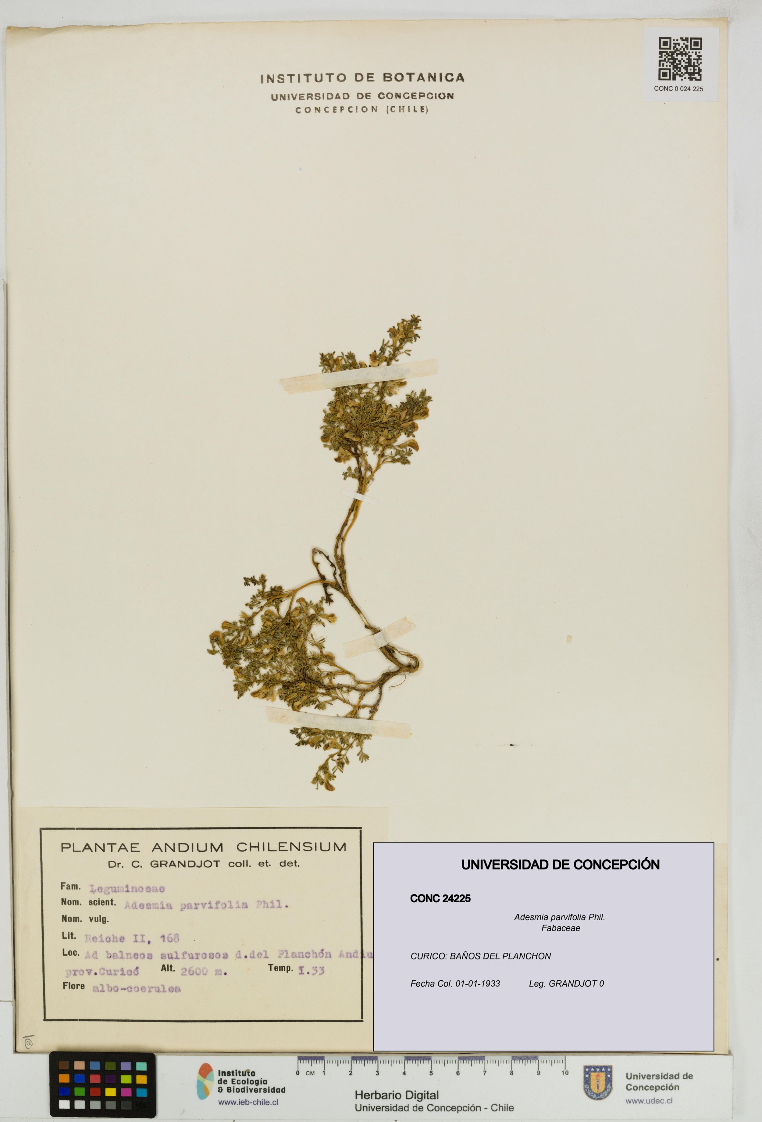 Adesmia parvifolia [Espécimen: ]