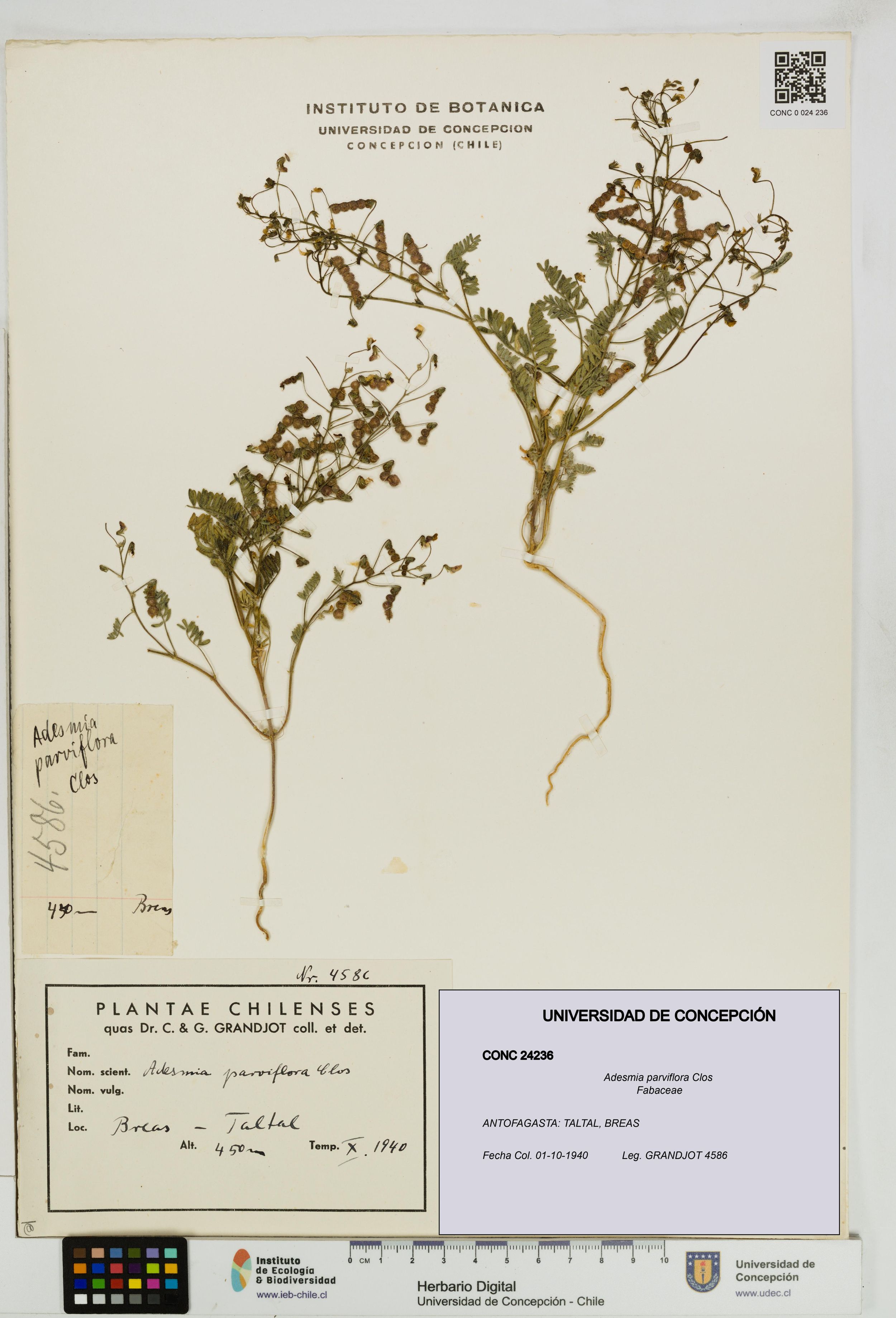 Adesmia parviflora [Espécimen: ]