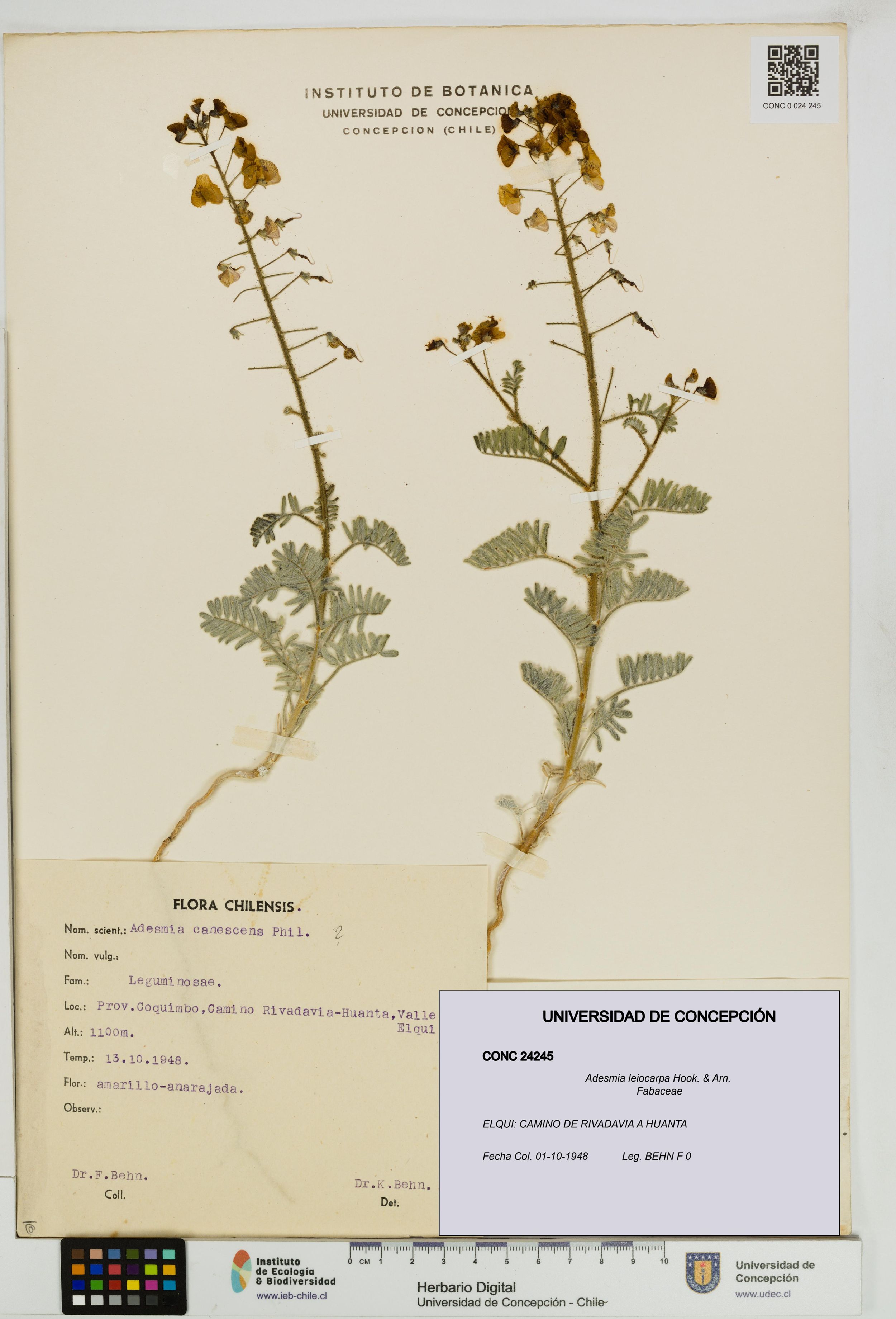 Adesmia leiocarpa [Espécimen: ]