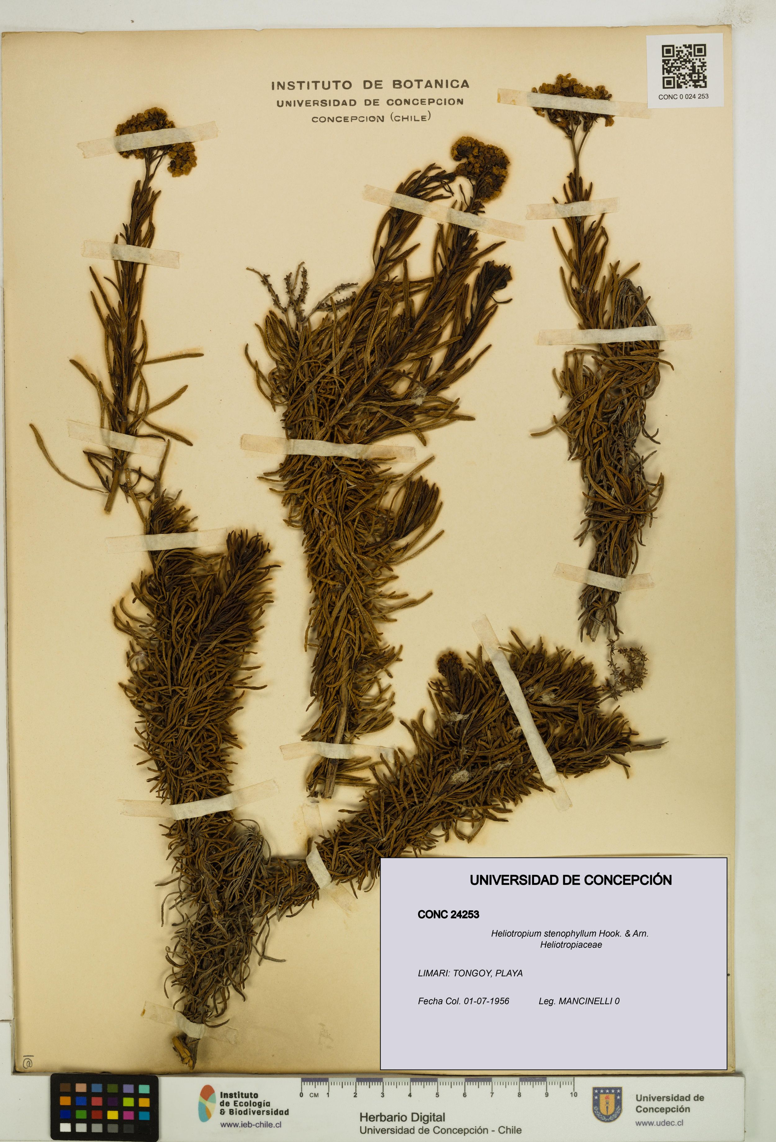 Heliotropium stenophyllum [Espécimen: ]