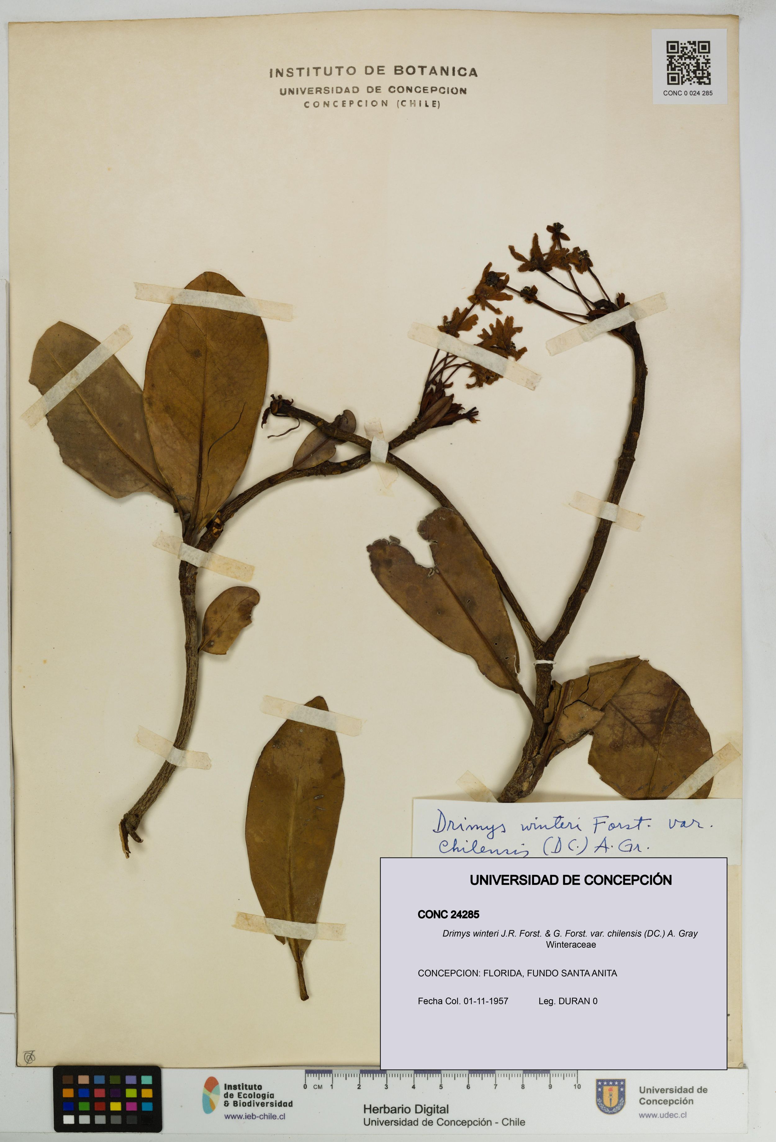 Drimys winteri var. chilensis [Espécimen: ]