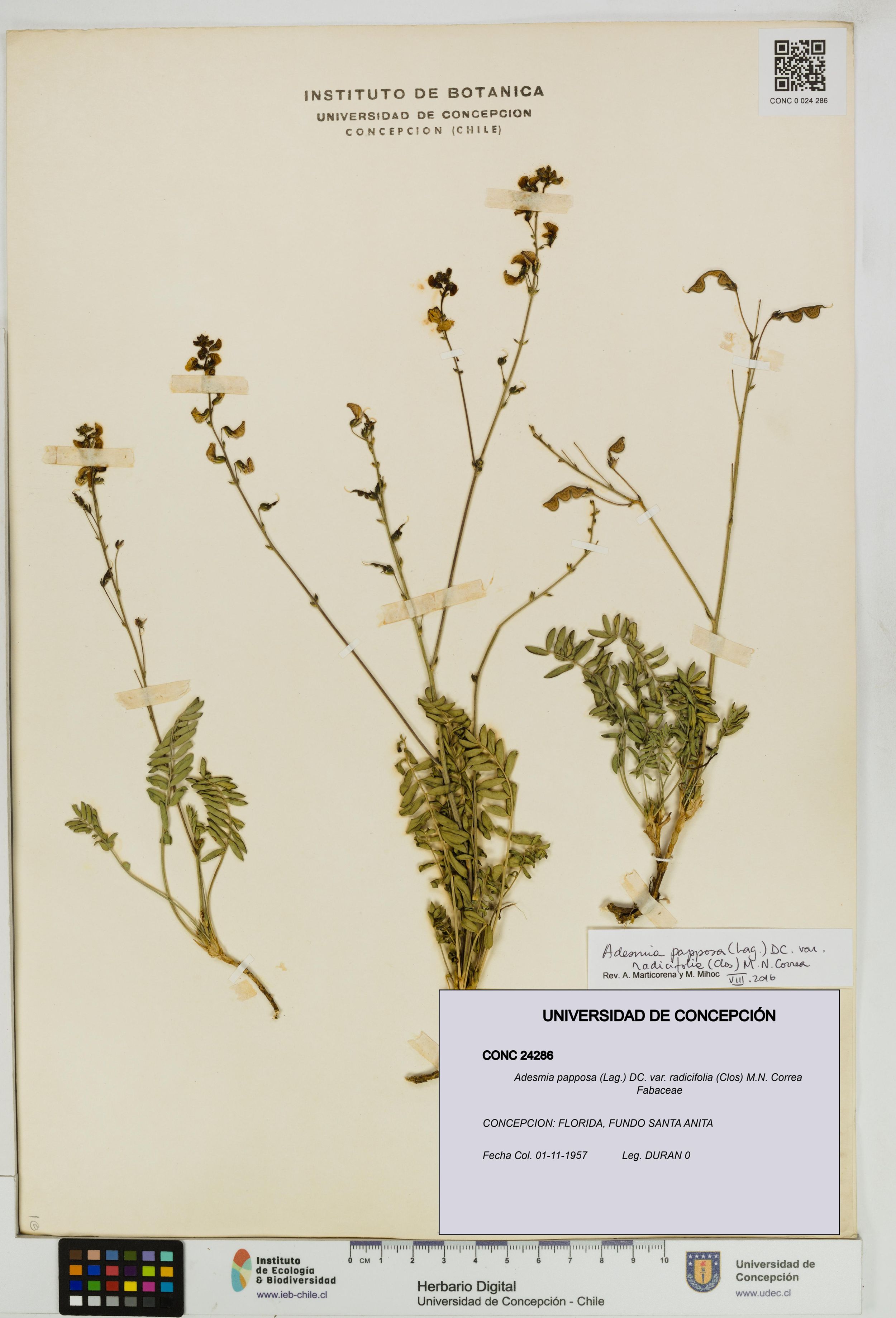 Adesmia papposa var. radicifolia [Espécimen: ]