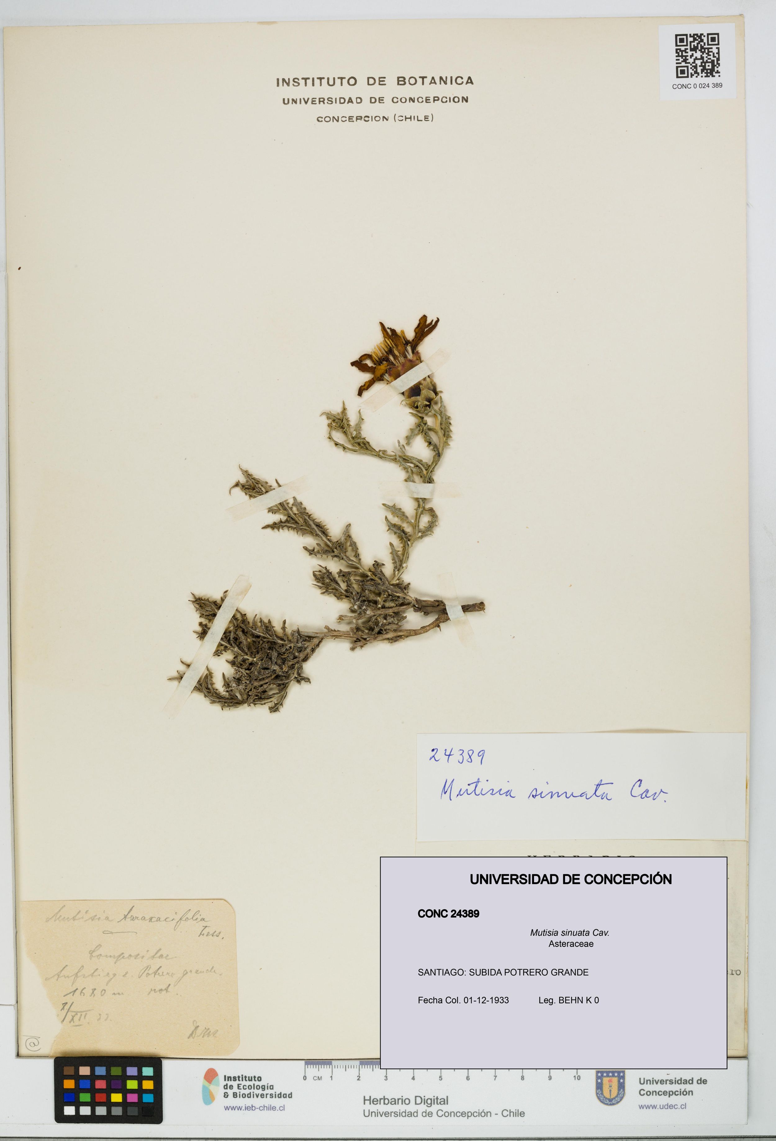 Mutisia sinuata [Espécimen: ]