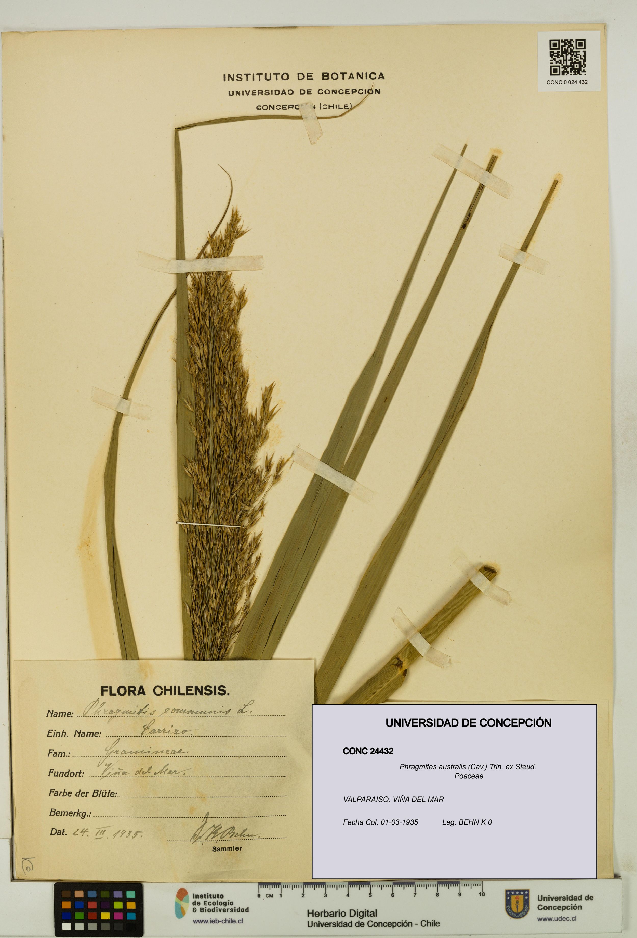Phragmites australis [Espécimen: ]