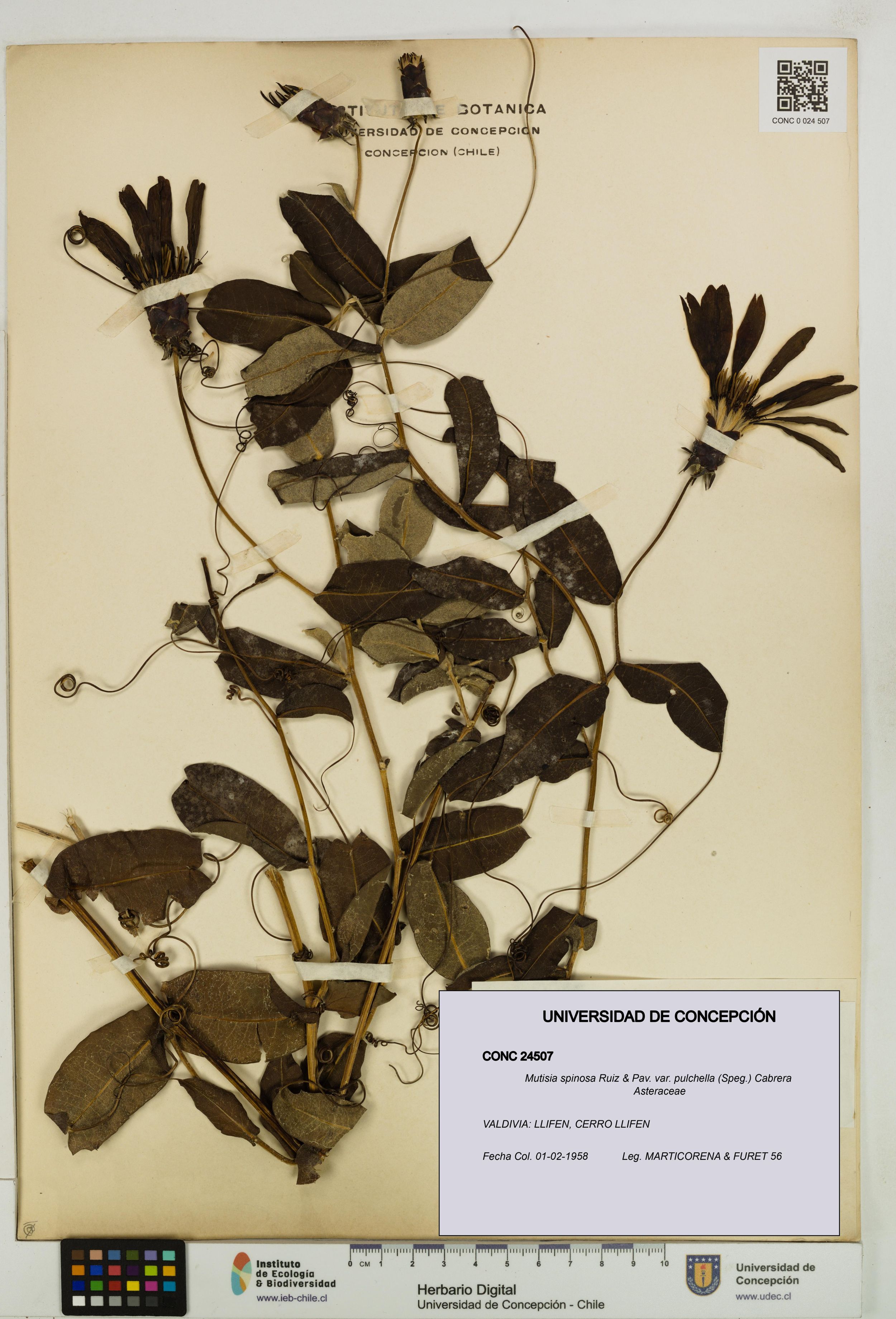 Mutisia spinosa var. pulchella [Espécimen: ]