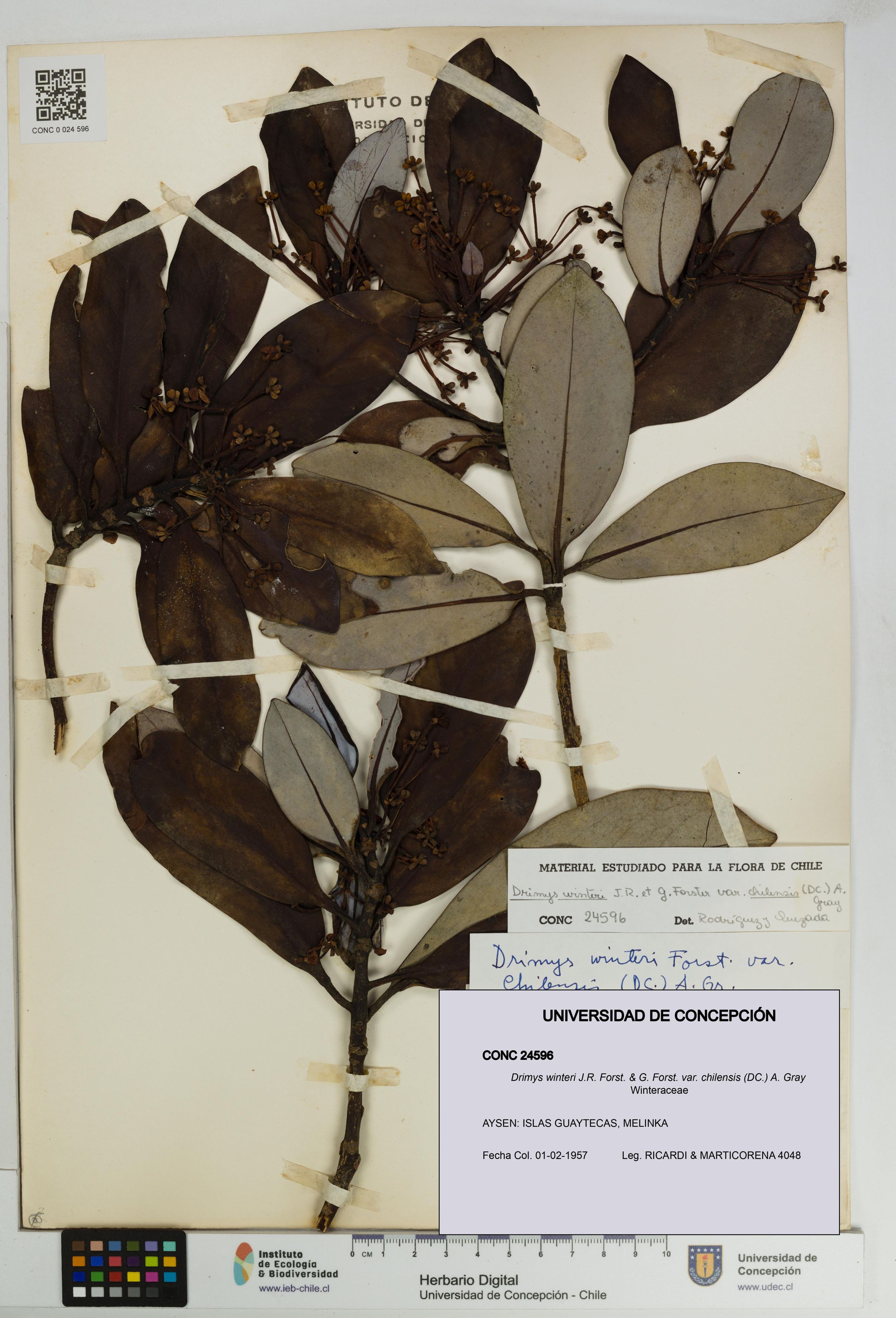 Drimys winteri var. chilensis [Espécimen: ]