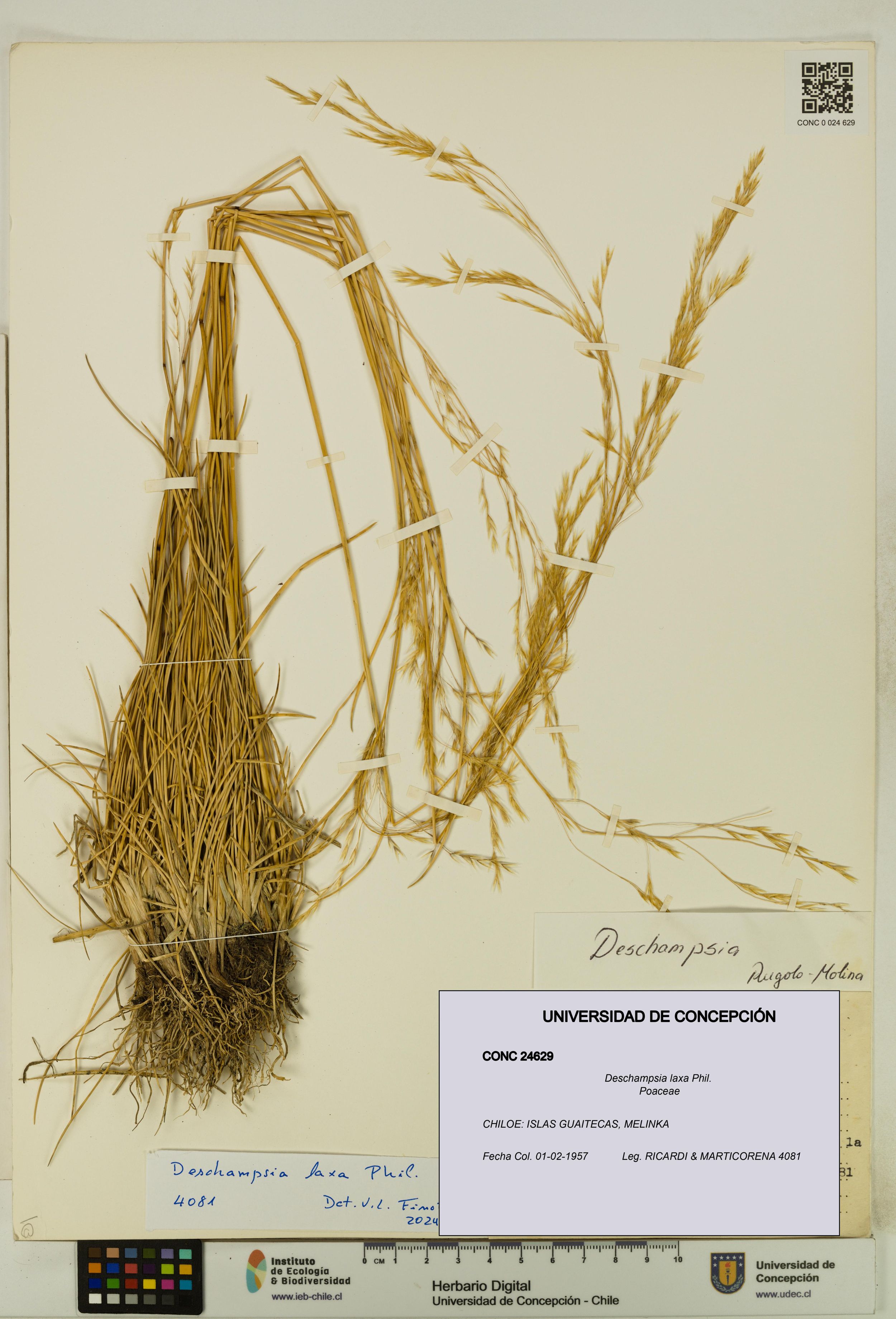 Deschampsia laxa [Espécimen: ]