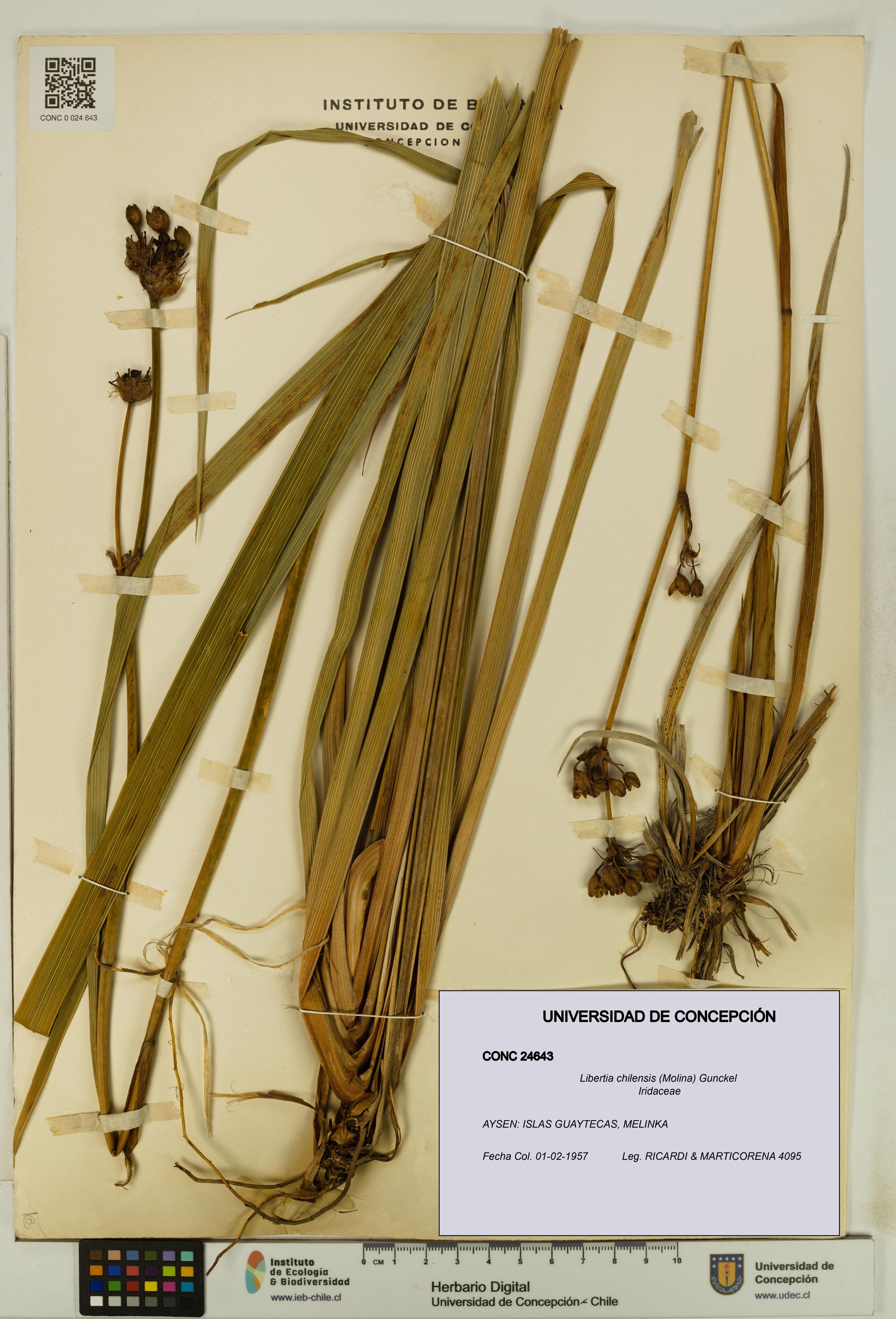 Libertia chilensis [Espécimen: ]