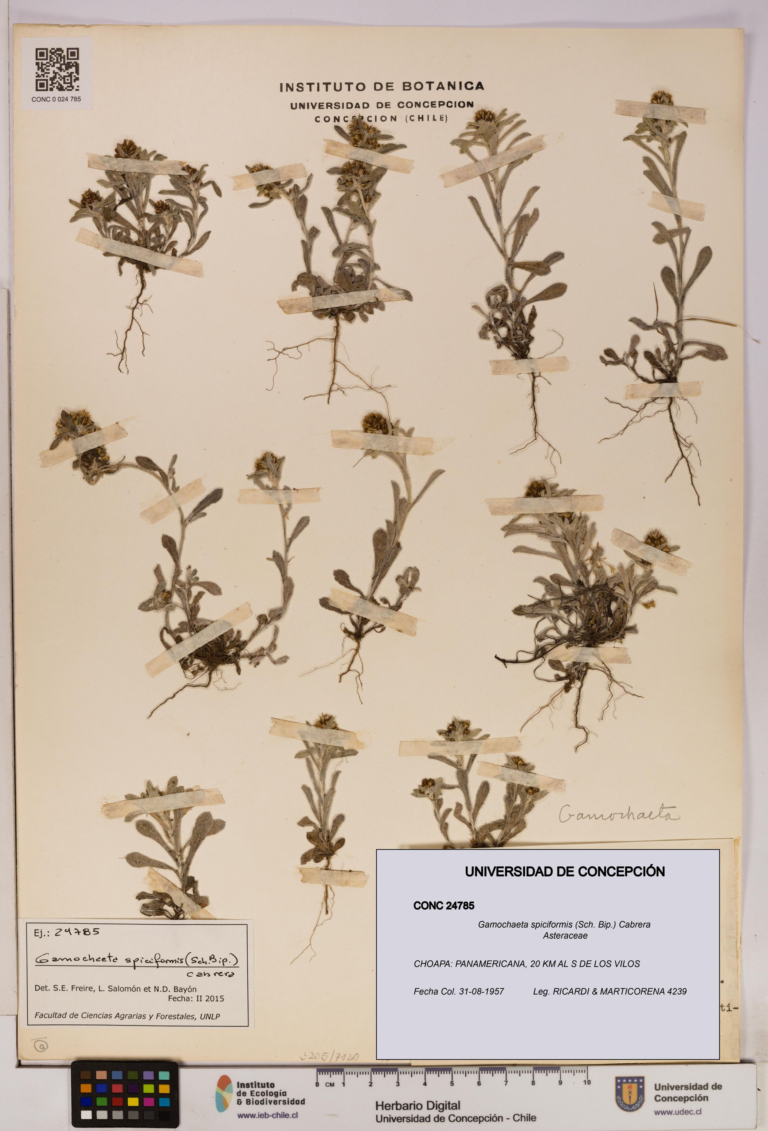 Gamochaeta spiciformis [Espécimen: ]