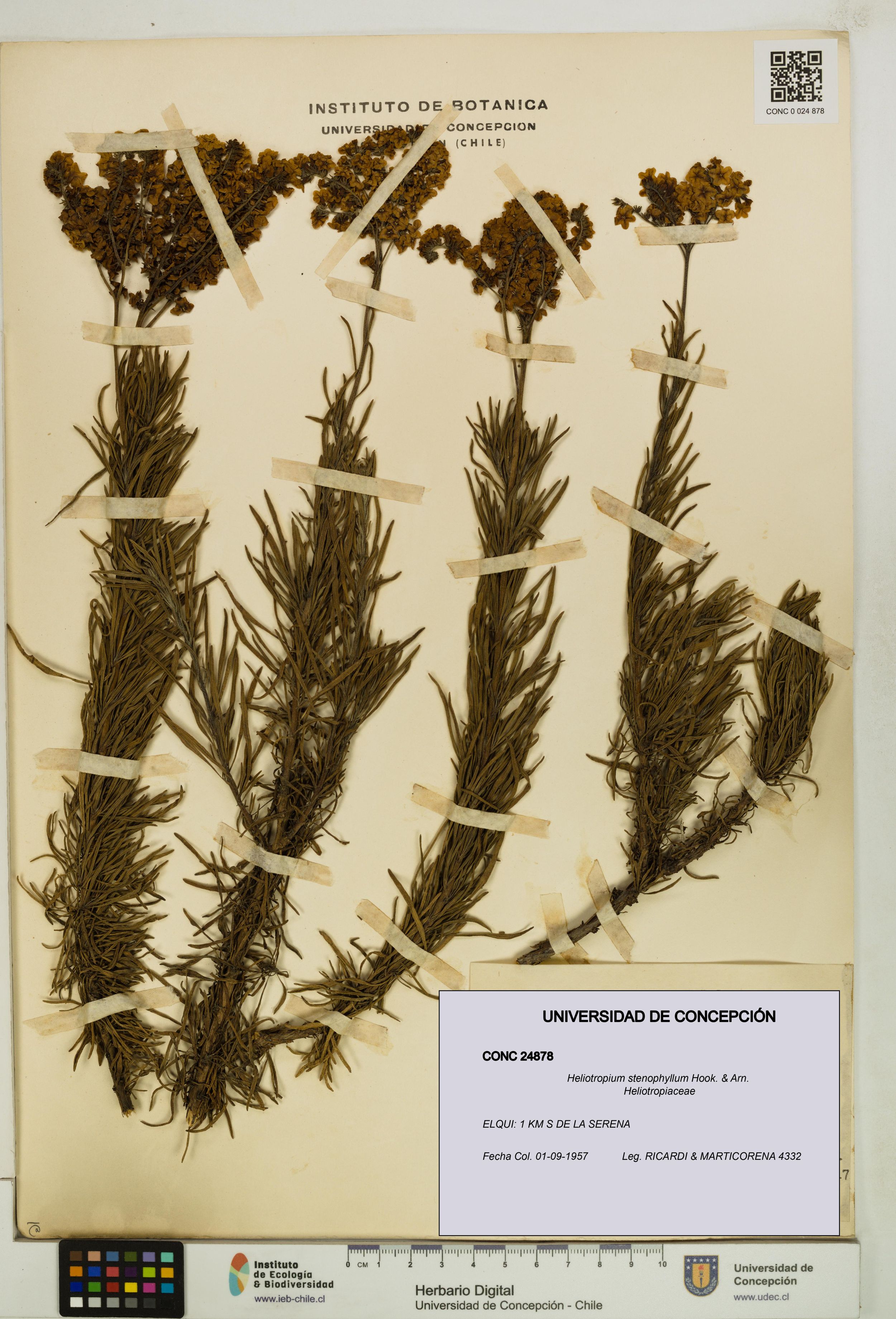 Heliotropium stenophyllum [Espécimen: ]