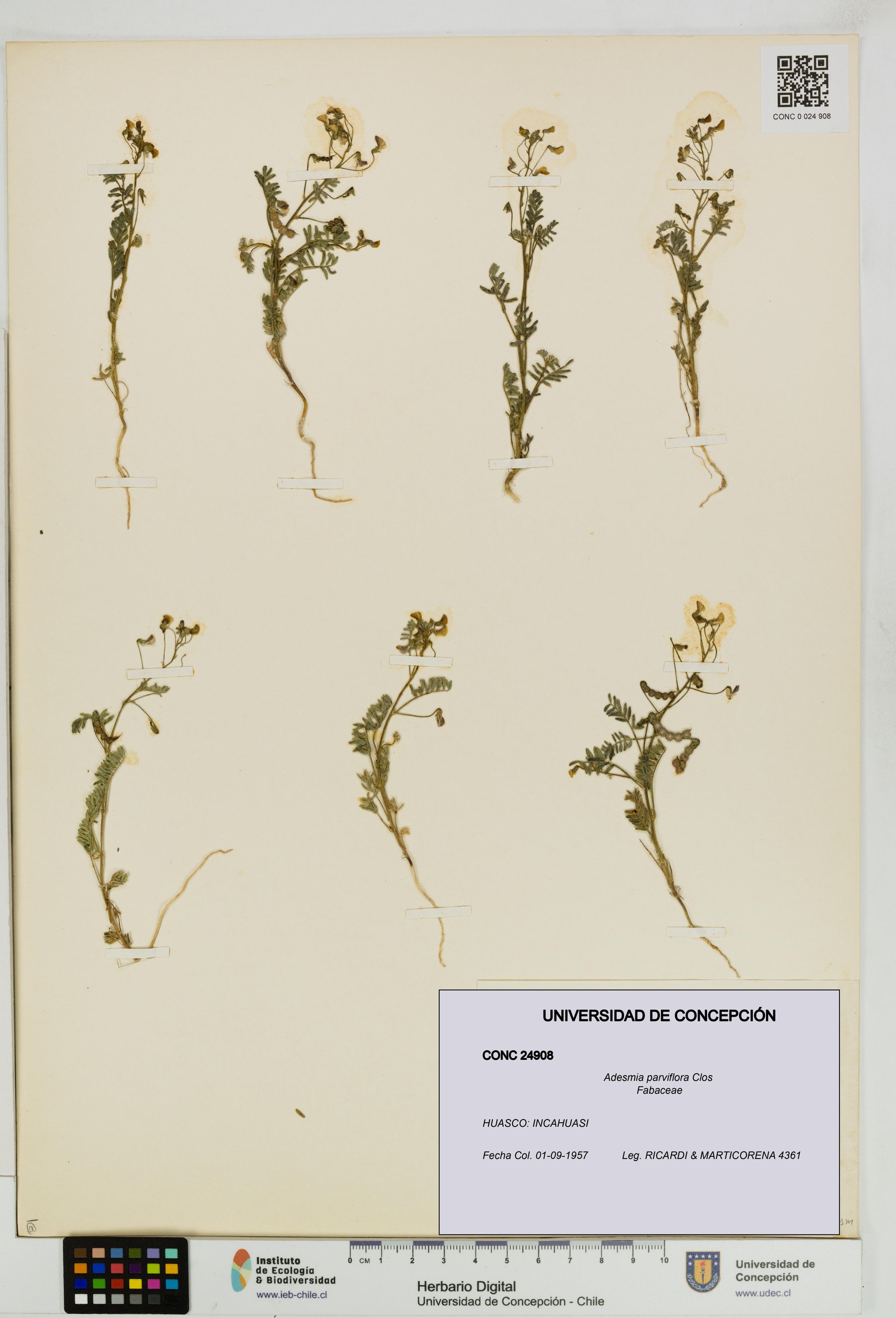 Adesmia parviflora [Espécimen: ]