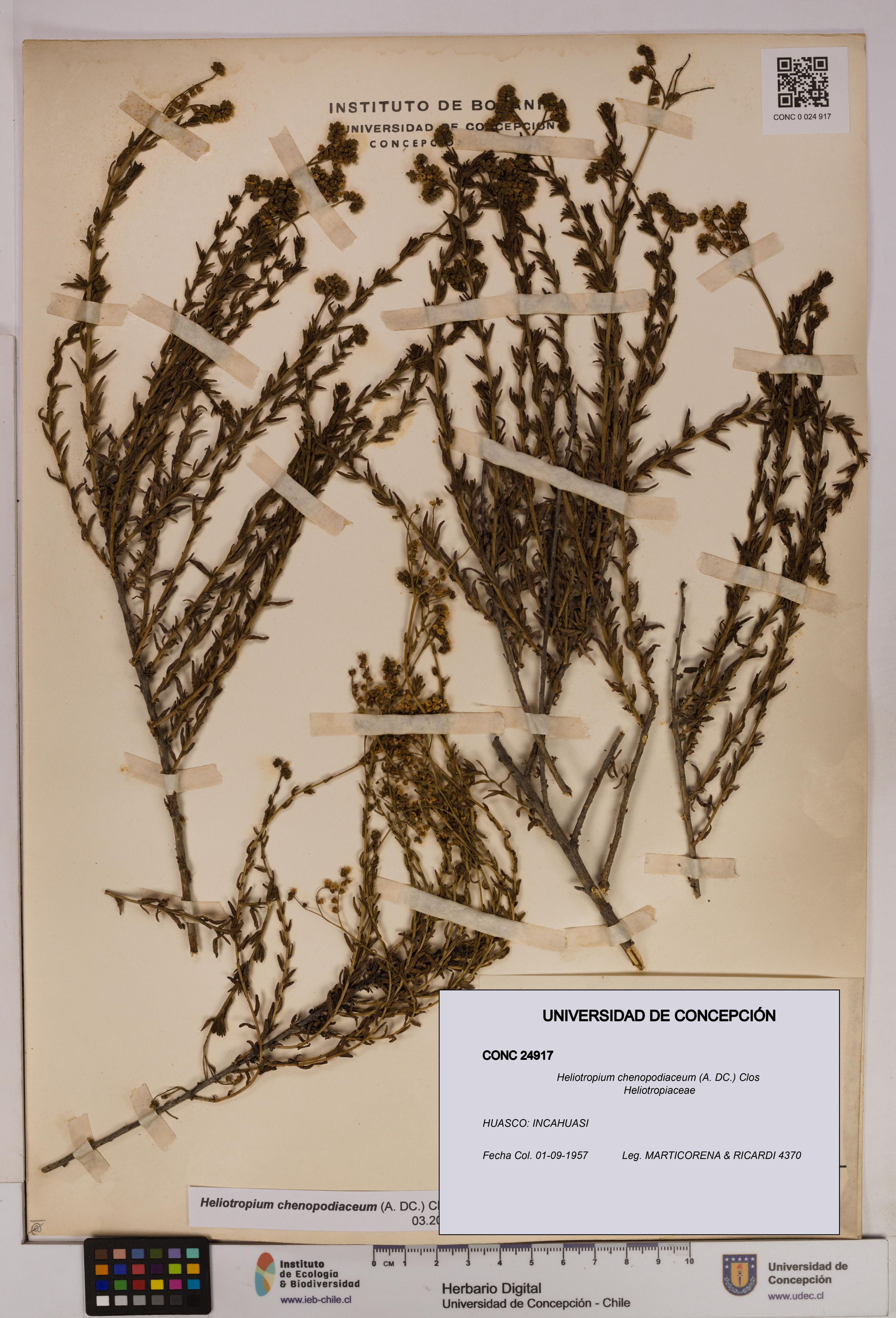 Heliotropium chenopodiaceum [Espécimen: ]