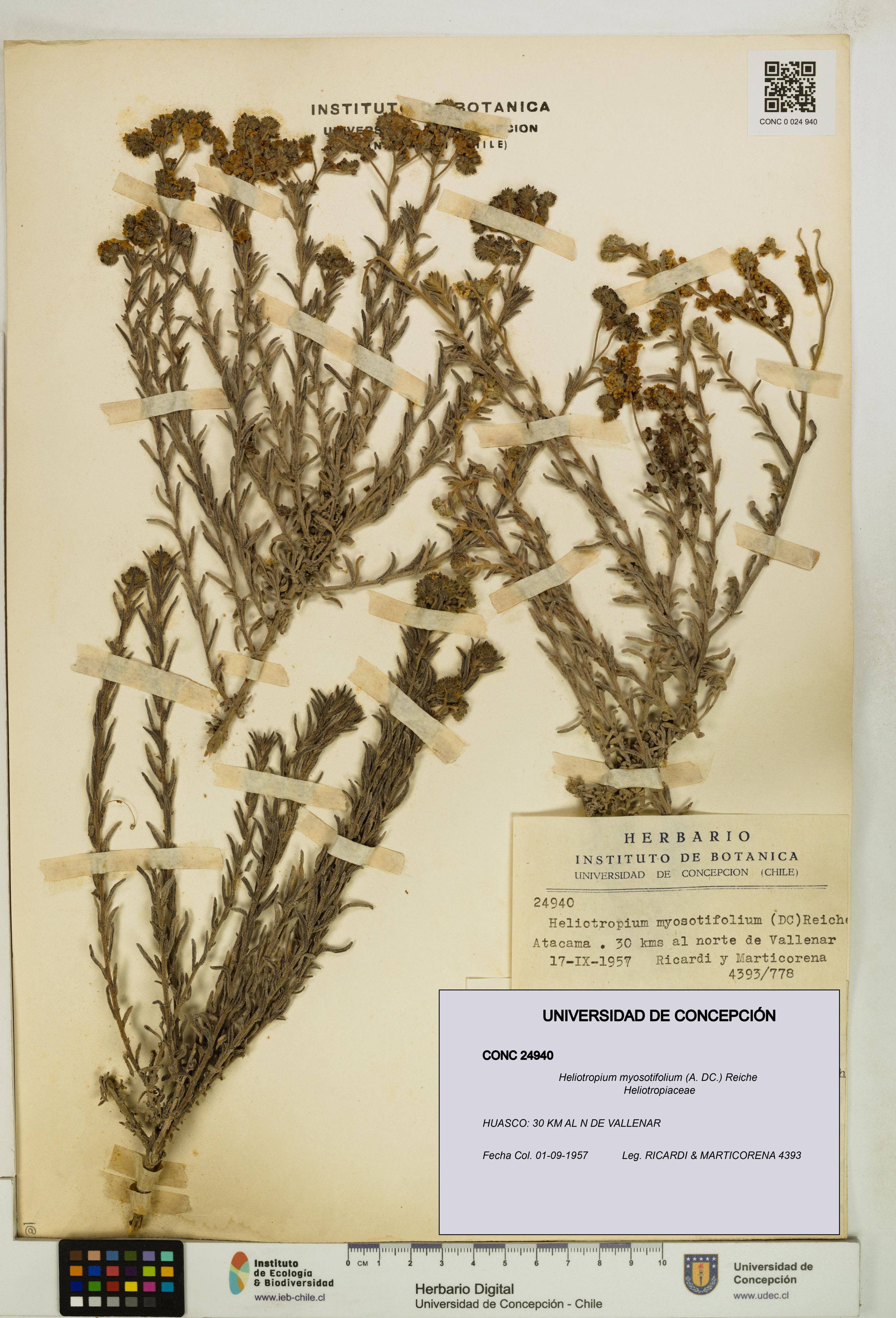 Heliotropium myosotifolium [Espécimen: ]