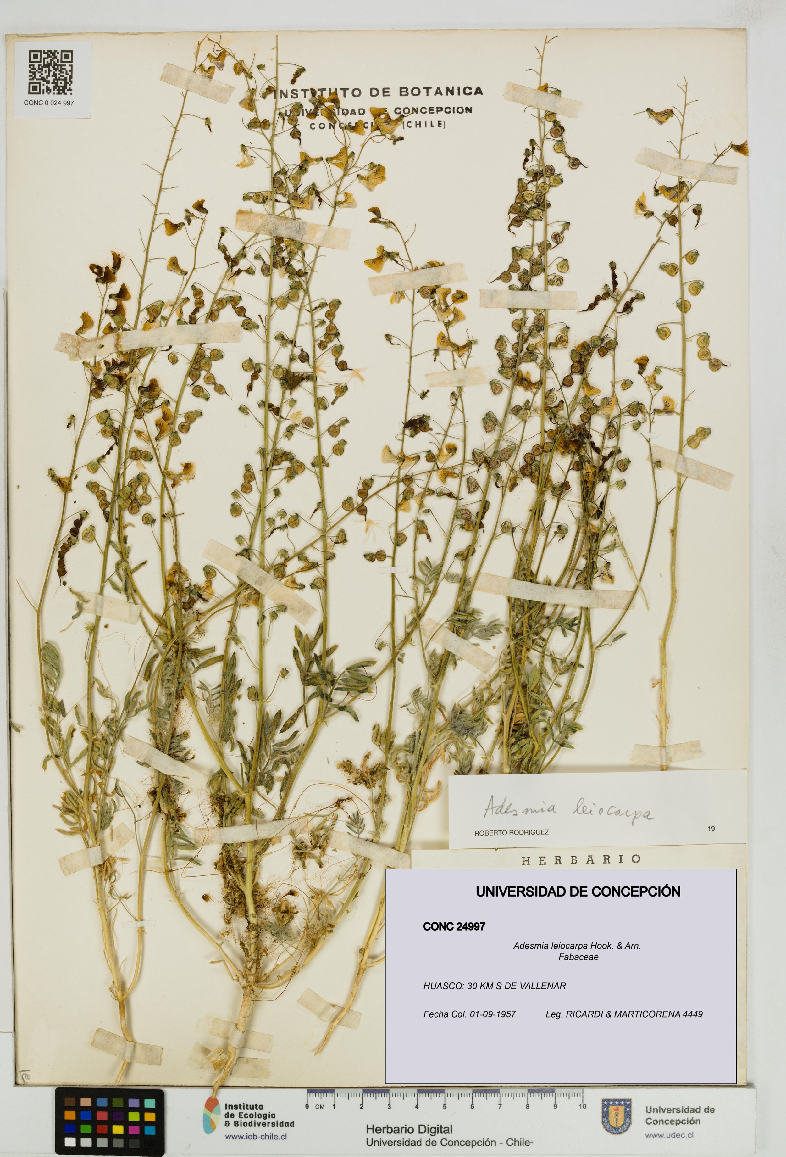 Adesmia leiocarpa [Espécimen: ]