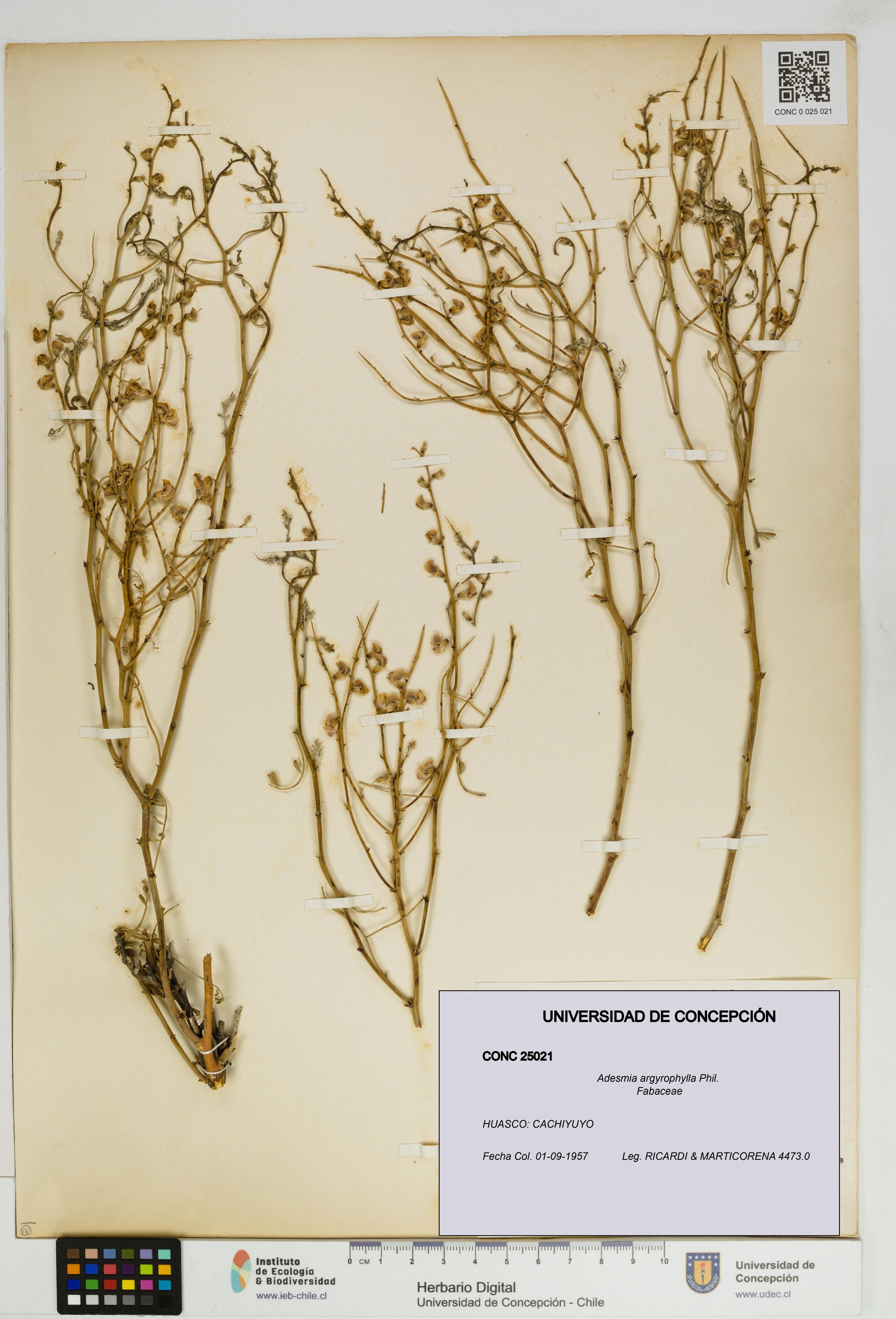 Adesmia argyrophylla [Espécimen: ]