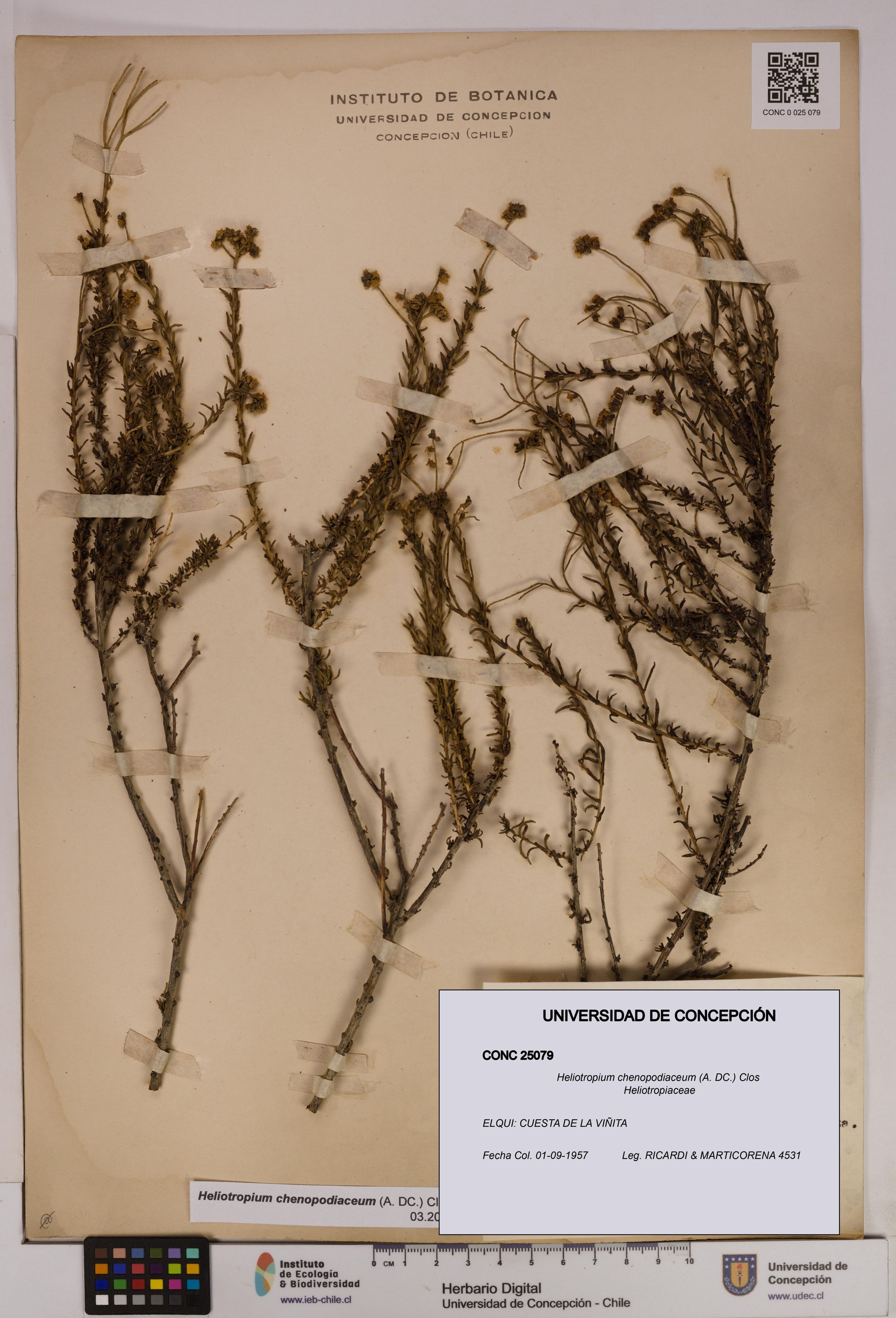 Heliotropium chenopodiaceum [Espécimen: ]