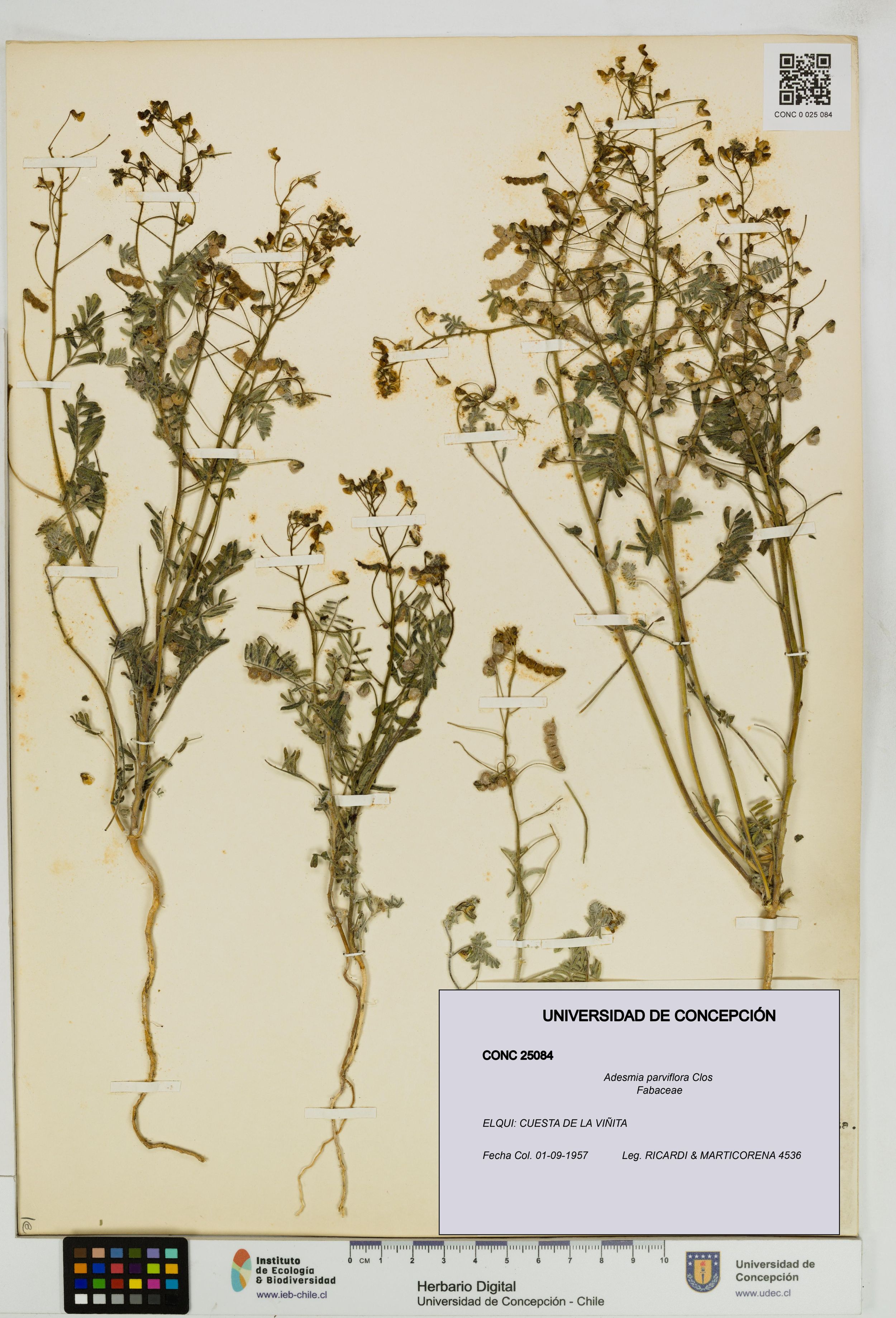 Adesmia parviflora [Espécimen: ]
