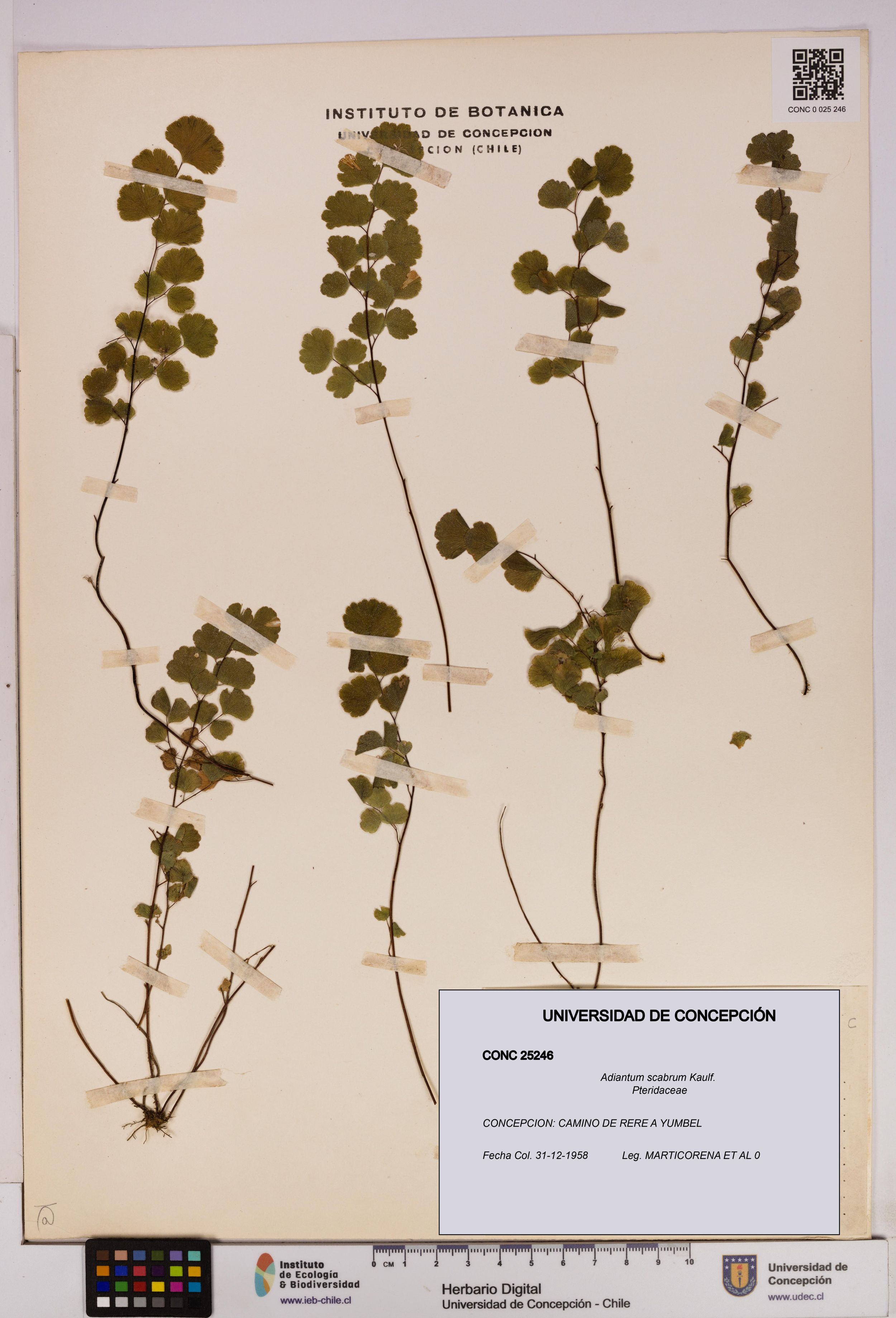 Adiantum scabrum [Espécimen: ]