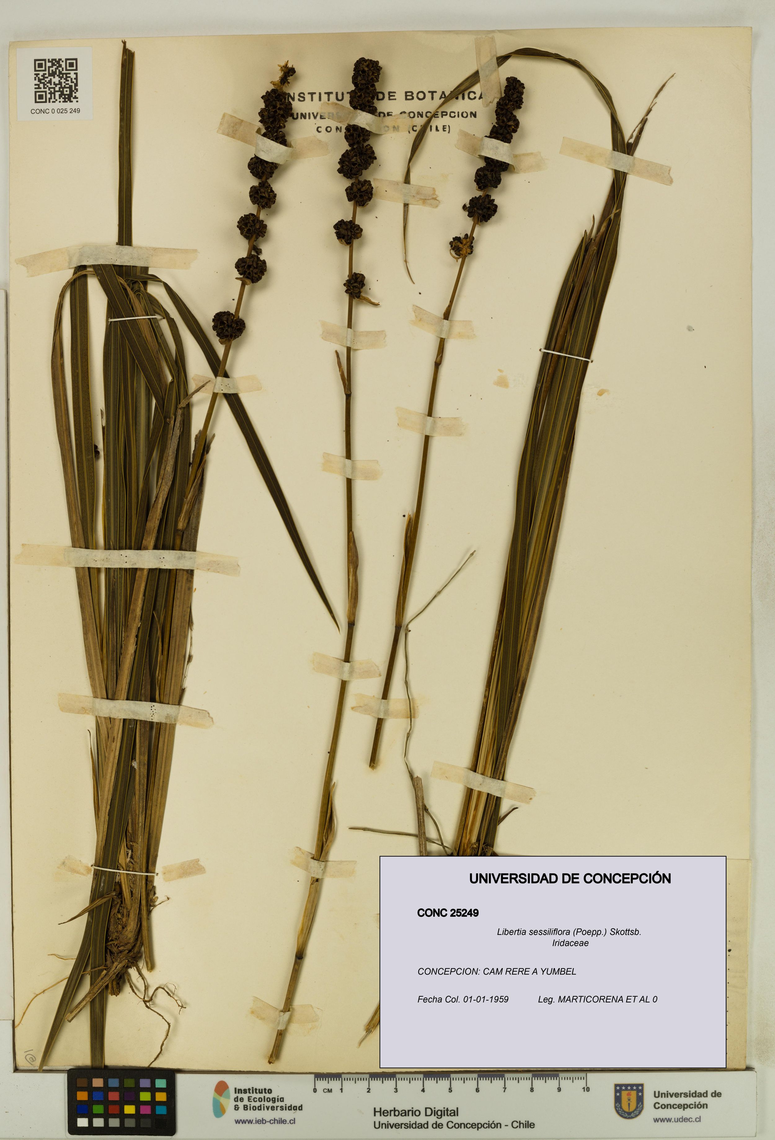 Libertia sessiliflora [Espécimen: ]